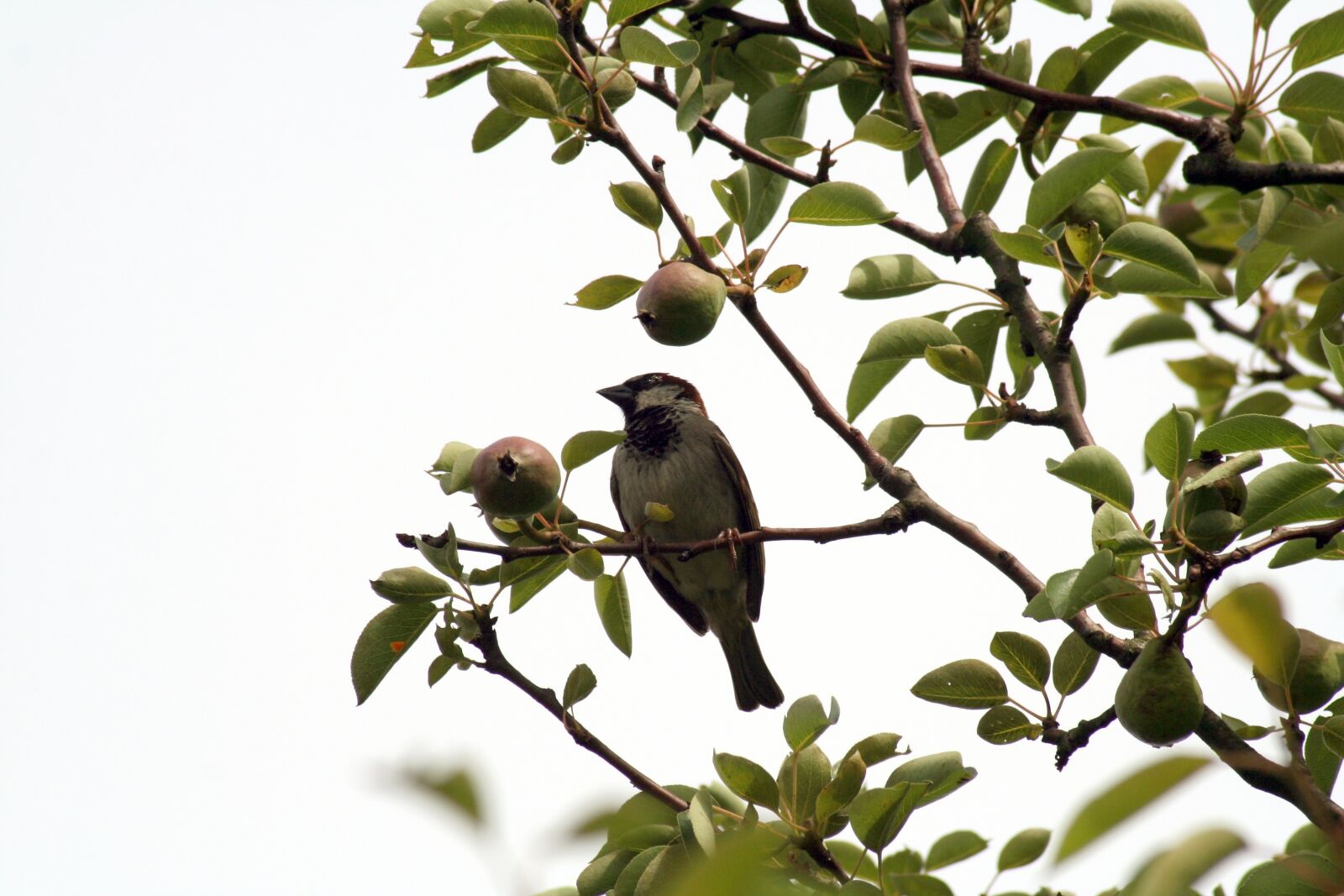 Canon EOS 350D (EOS Digital Rebel XT / EOS Kiss Digital N) sample photo. Bird, nature, plumage photography
