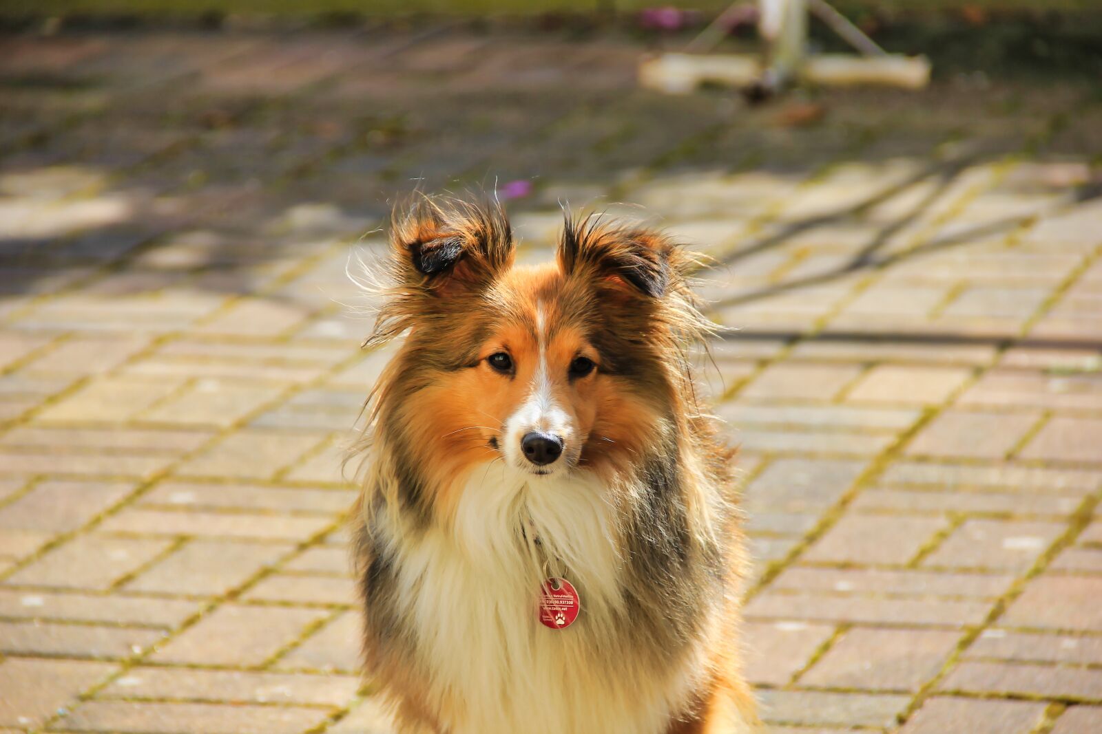 Canon EOS 550D (EOS Rebel T2i / EOS Kiss X4) sample photo. Dog, snout, pet photography