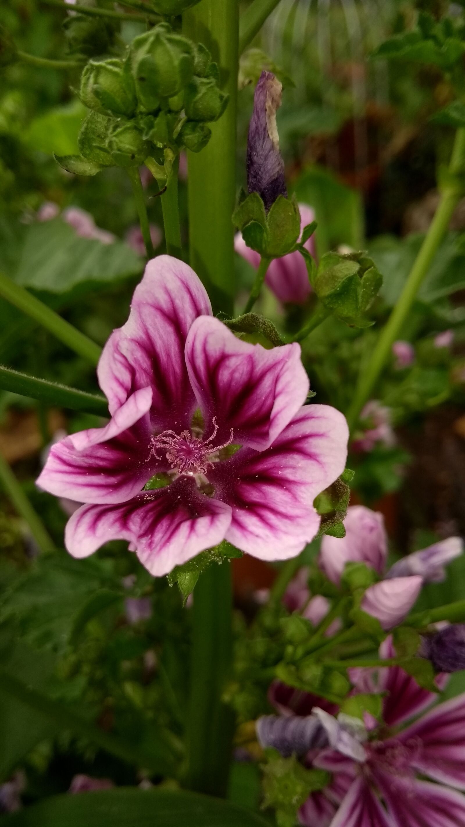 Motorola Moto G (5th Gen) sample photo. Flower, nature, plant photography