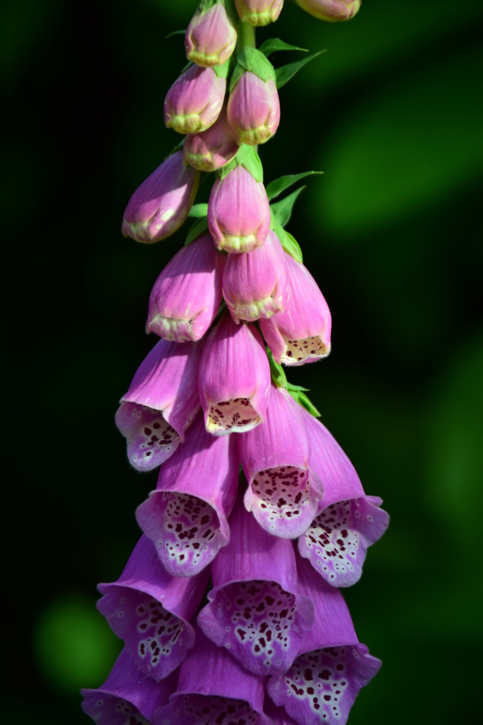 Nikon D3300 sample photo. Digitalis, thimble, digitalis purpurea photography