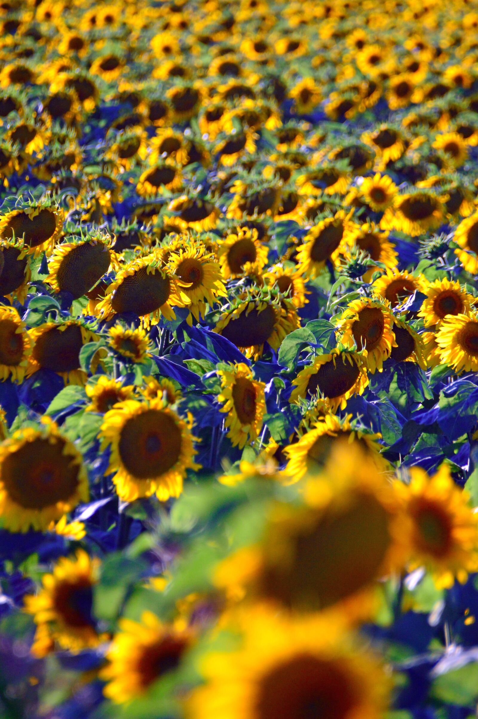 Nikon D3200 sample photo. Sunflower, yellow, yellow petals photography