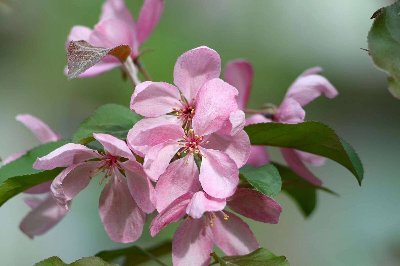 Canon EOS 77D (EOS 9000D / EOS 770D) sample photo. Apple tree flowers, bouquet photography