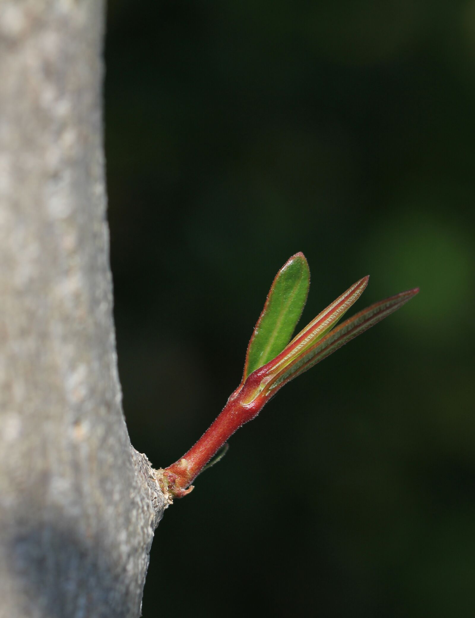 Canon EF 100mm F2.8L Macro IS USM sample photo. Foliation, oleander, tree photography