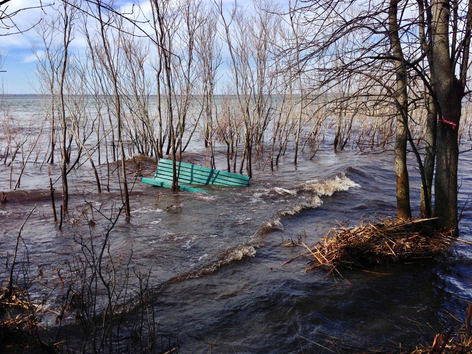 iPhone 5 back camera 4.12mm f/2.4 sample photo. Flood, bare trees, park photography