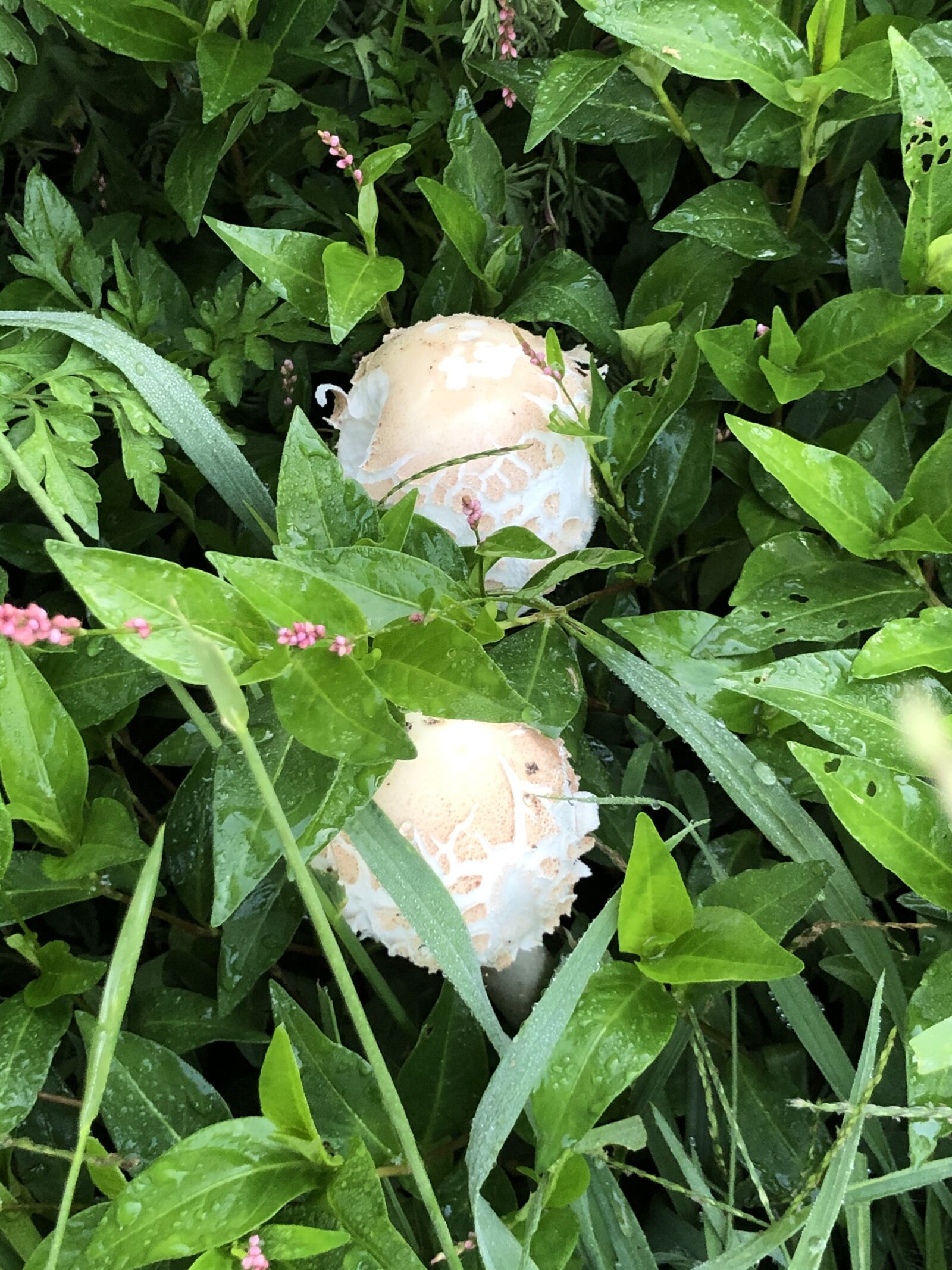 iPhone X back dual camera 4mm f/1.8 sample photo. Mushroom, grass, leaves photography