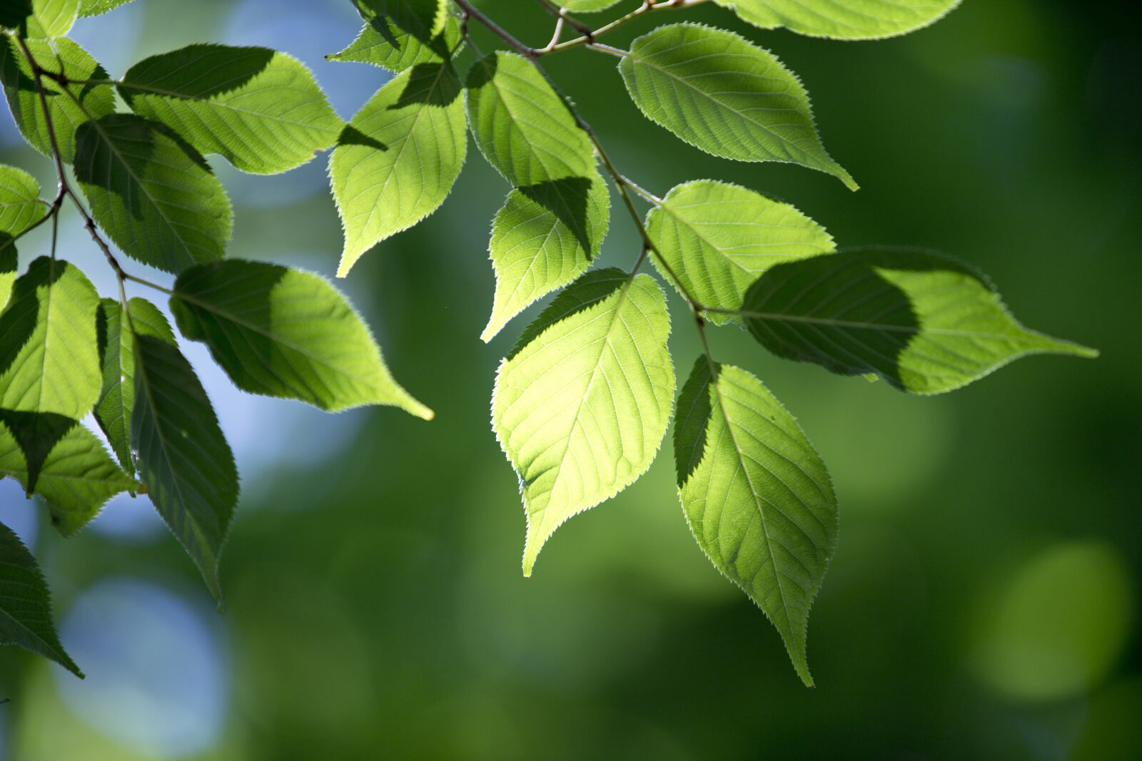 Canon EOS 6D Mark II sample photo. The leaves, state of photography