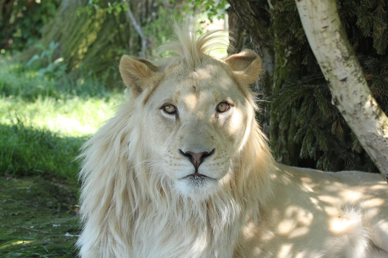 Canon EOS 500D (EOS Rebel T1i / EOS Kiss X3) sample photo. Lion, white, cat photography