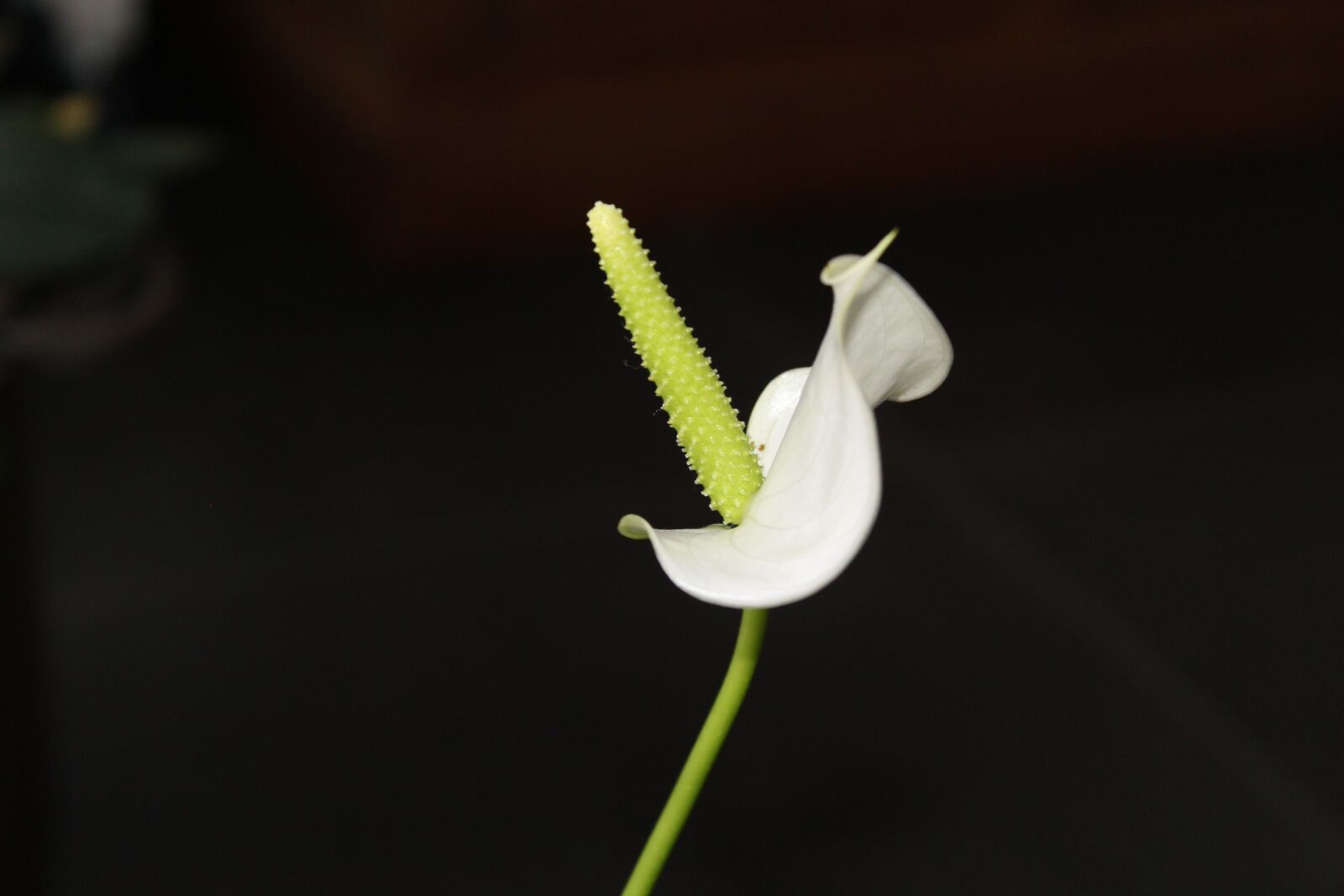 Canon EOS 1200D (EOS Rebel T5 / EOS Kiss X70 / EOS Hi) sample photo. Anthurium, flower, arum photography