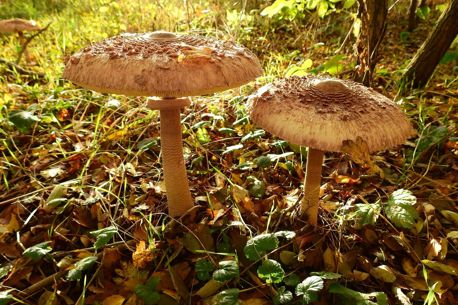 Nikon Coolpix P900 sample photo. Mushrooms, owls, nature photography