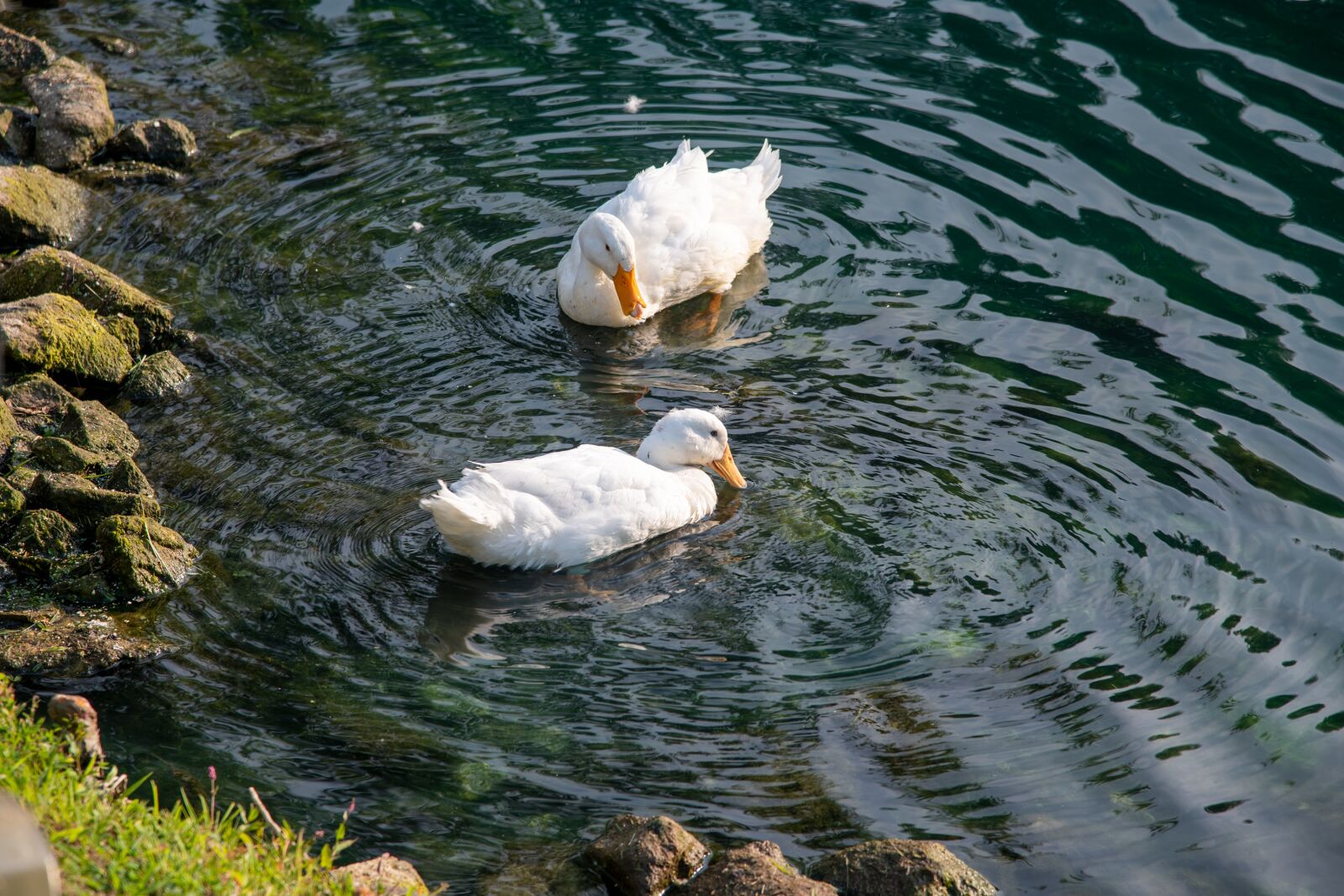 Nikon D850 sample photo. Ducks, pekin, pekin duck photography