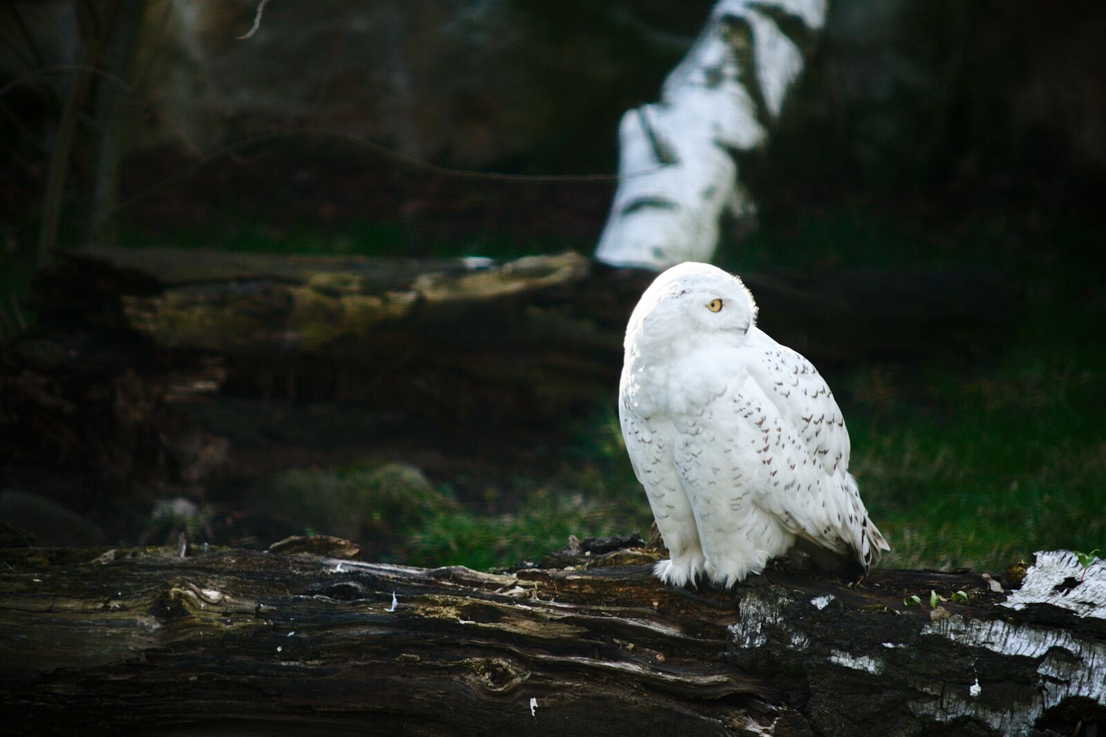 Canon EOS 400D (EOS Digital Rebel XTi / EOS Kiss Digital X) sample photo. Owl, wildlife, animal photography