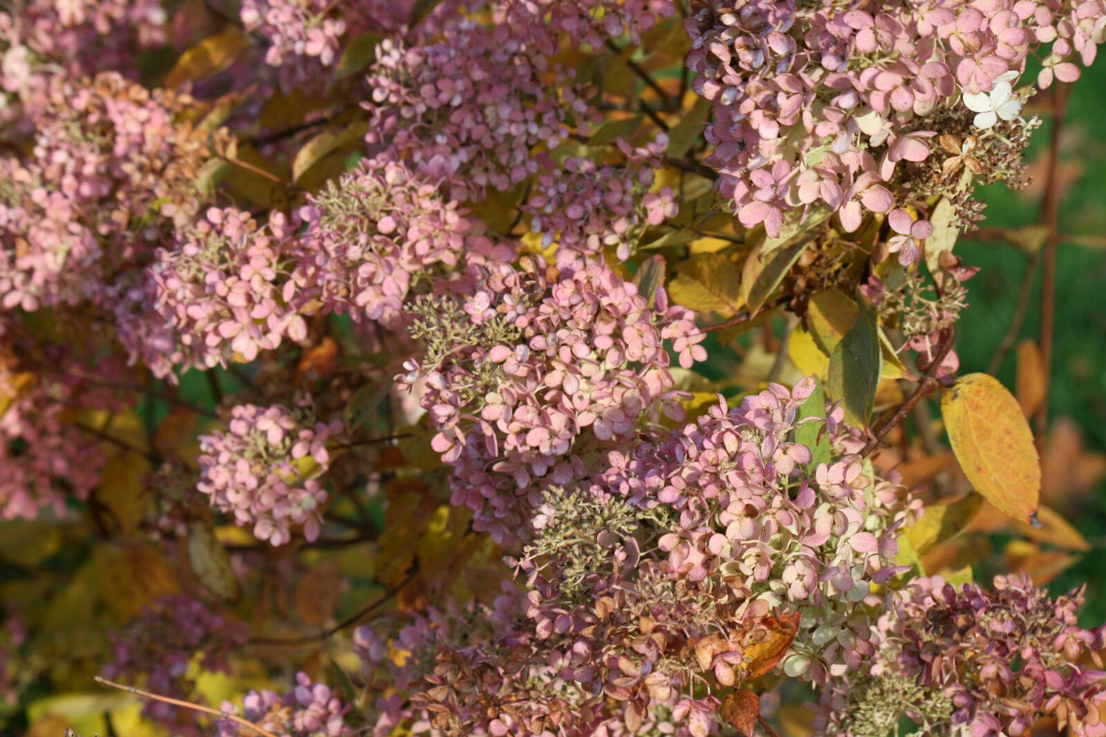 Canon EOS 400D (EOS Digital Rebel XTi / EOS Kiss Digital X) sample photo. Hydrangea, pink, summer photography