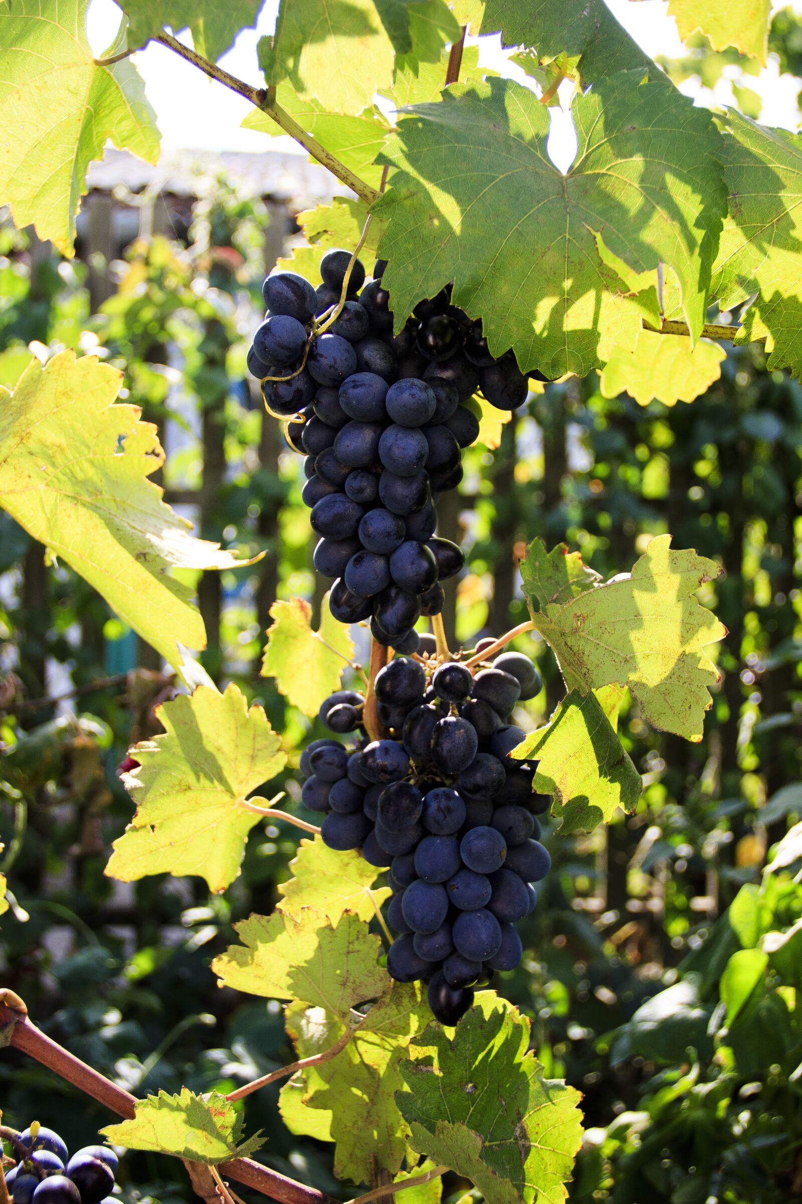 Canon EOS 650D (EOS Rebel T4i / EOS Kiss X6i) sample photo. Grapes, moldova, wine photography