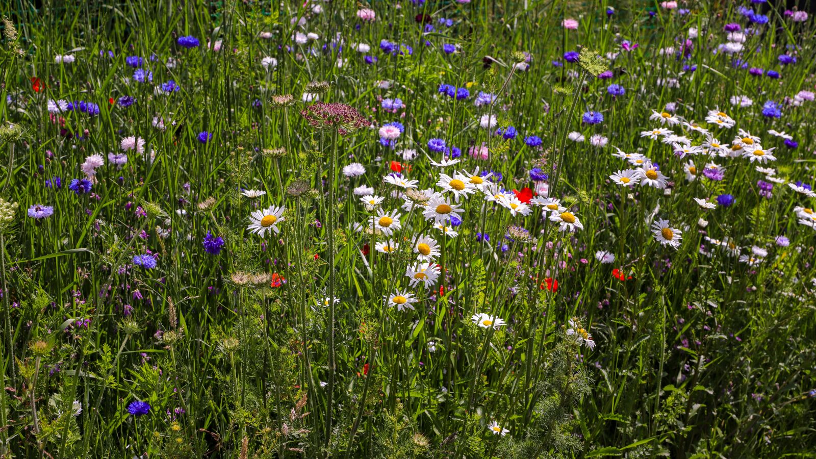 Canon EOS 6D Mark II sample photo. Flower meadow, wild flowers photography