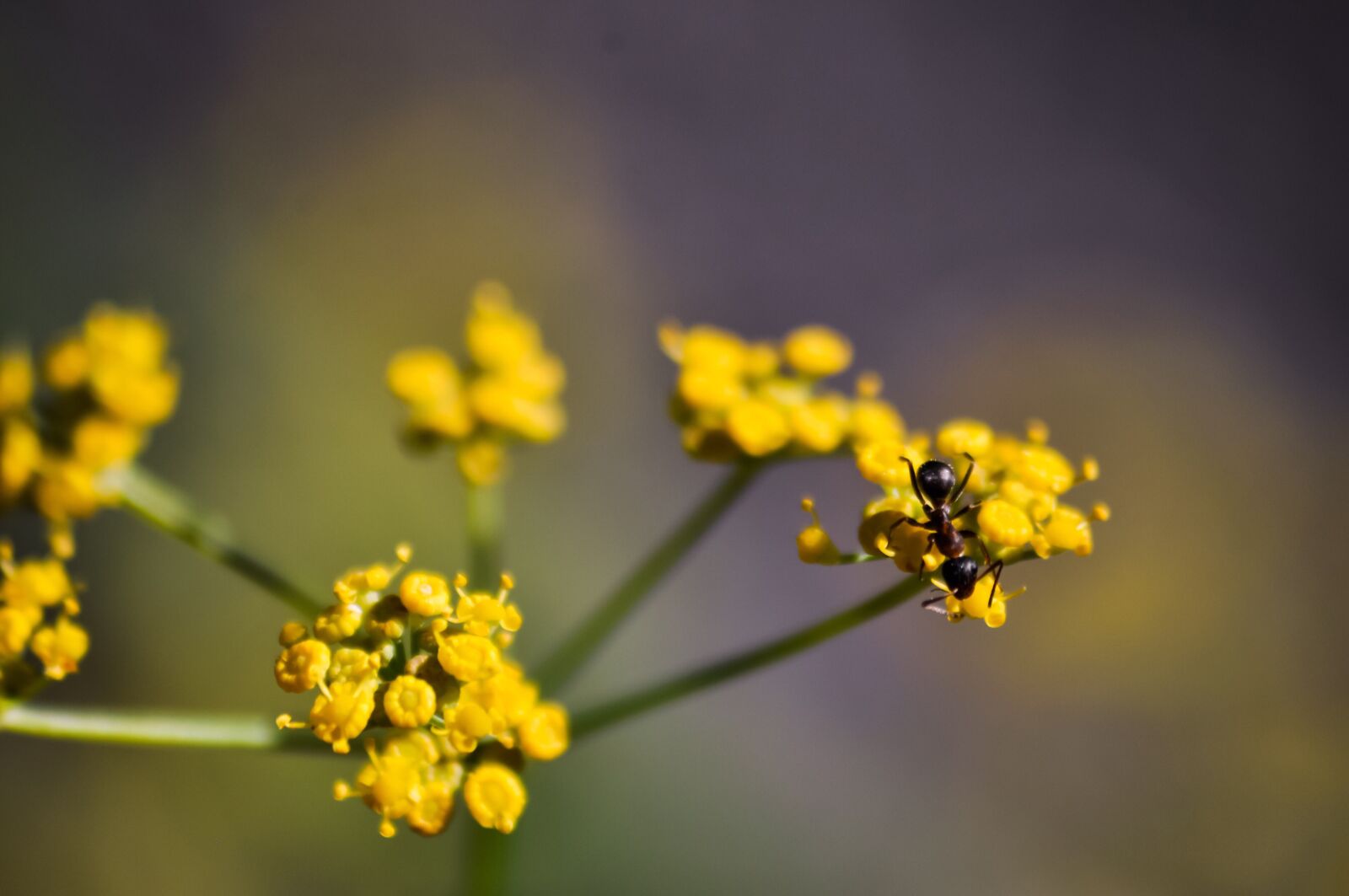 Nikon D90 sample photo. Fennel, ant, seeds photography