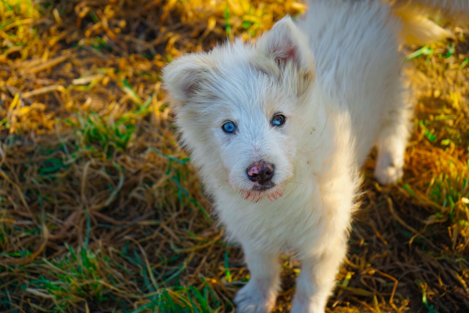 Sony a7 III + Sony FE 28-70mm F3.5-5.6 OSS sample photo. Shepherd dog, puppy, dog photography