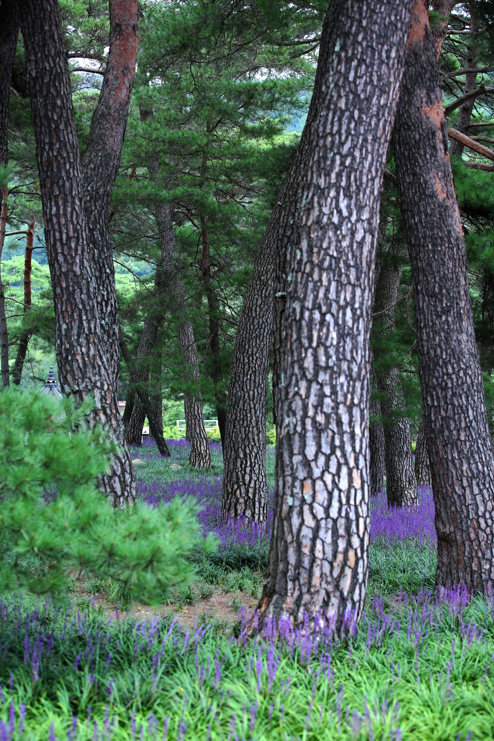 Canon EOS 5D Mark III sample photo. Pine, liriope, field photography