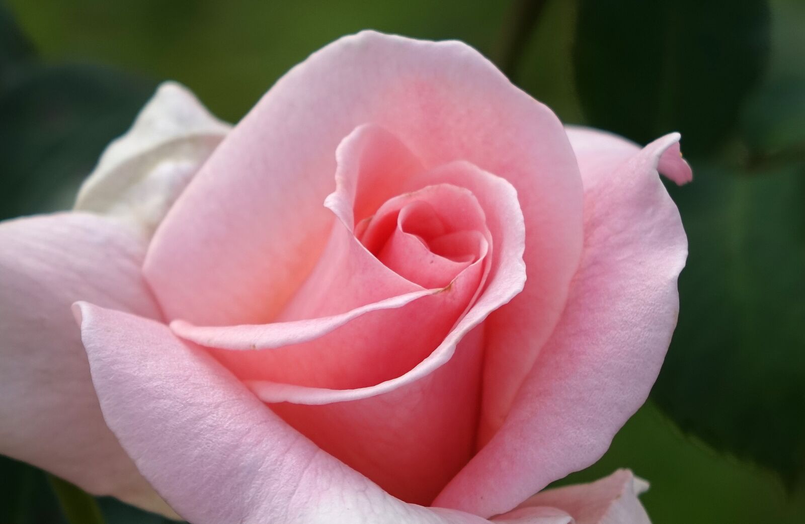 Sony Cyber-shot DSC-RX10 sample photo. Rosa multiflora, rose, pink photography