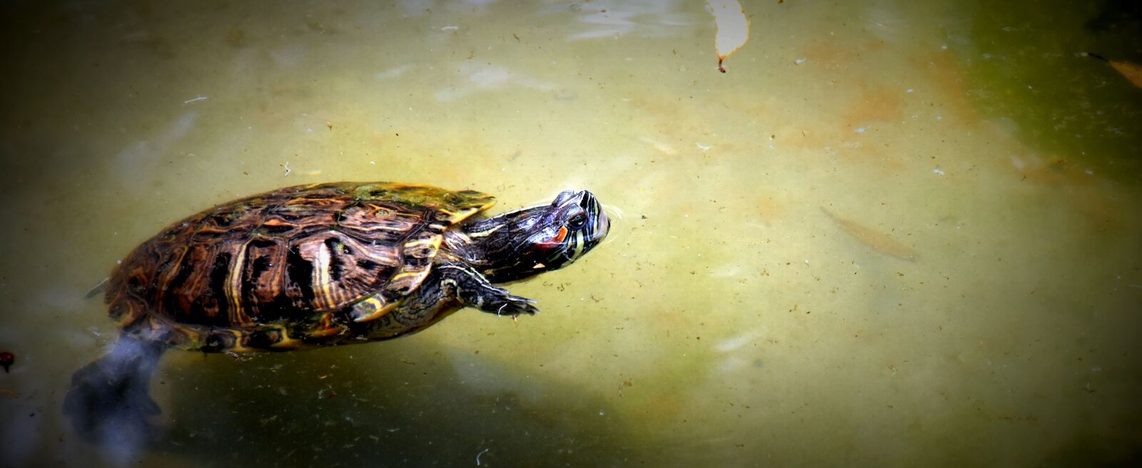 Nikon D5500 sample photo. Tortoise, water, swimming photography