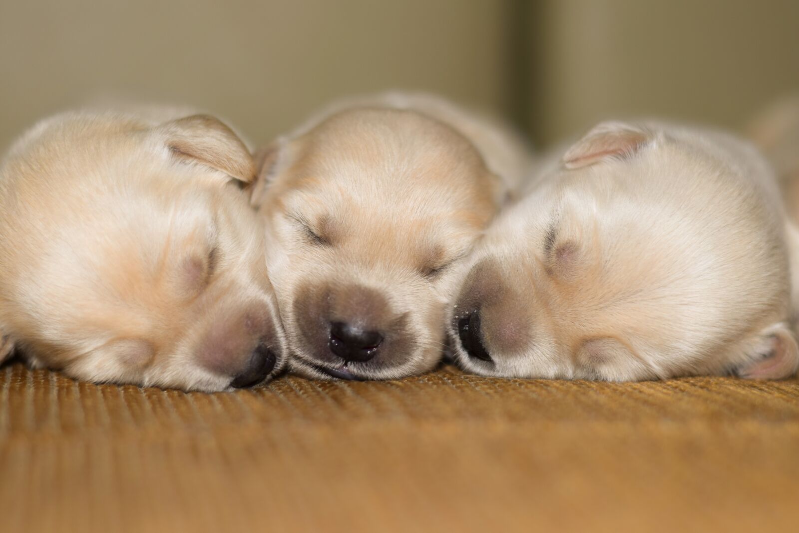 Nikon D3300 sample photo. Pug, puppy, dog photography