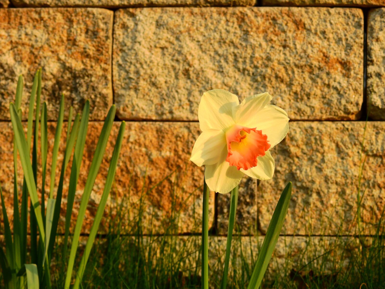 Nikon Coolpix P900 sample photo. Daffodils, osterglocken, easter photography