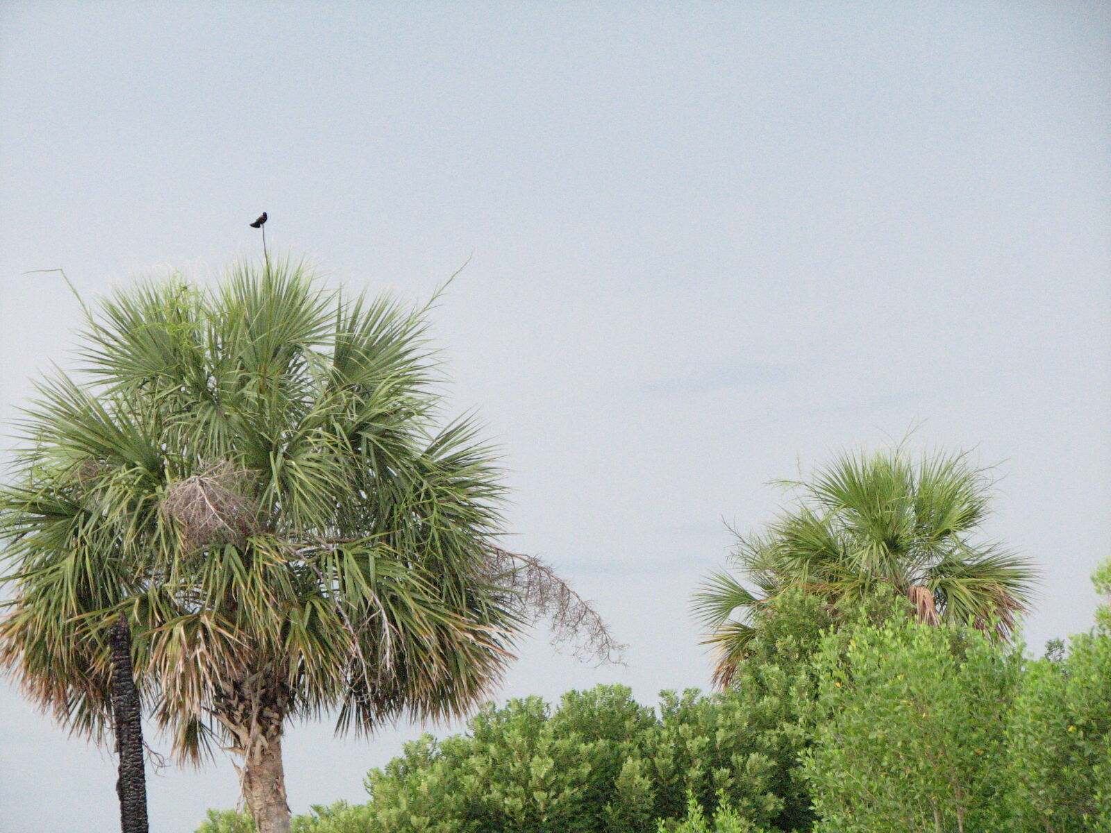 Canon POWERSHOT S3 IS sample photo. Alone, bird, nature, post photography