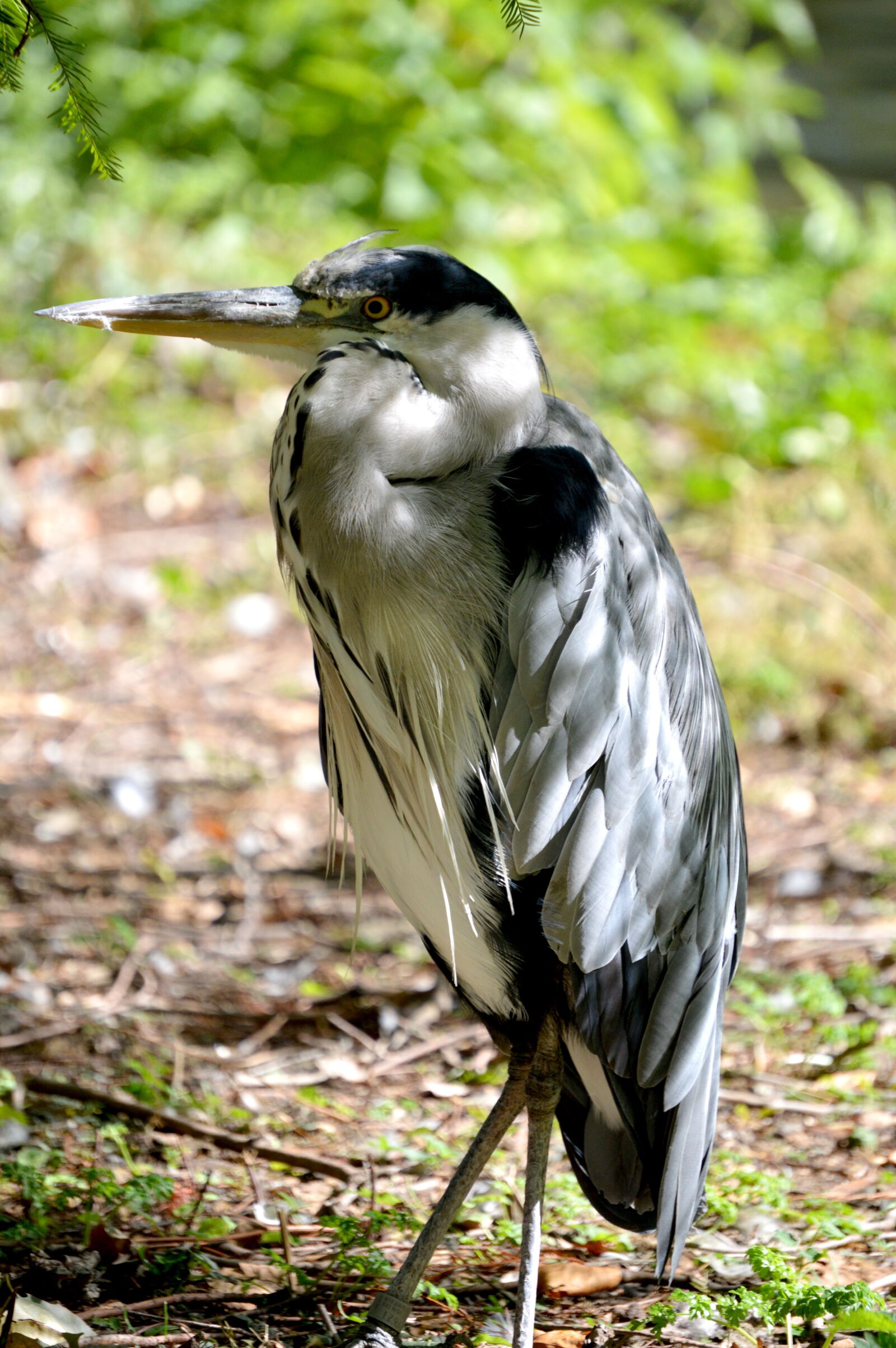 Nikon D3200 sample photo. Bird, heron, nature photography
