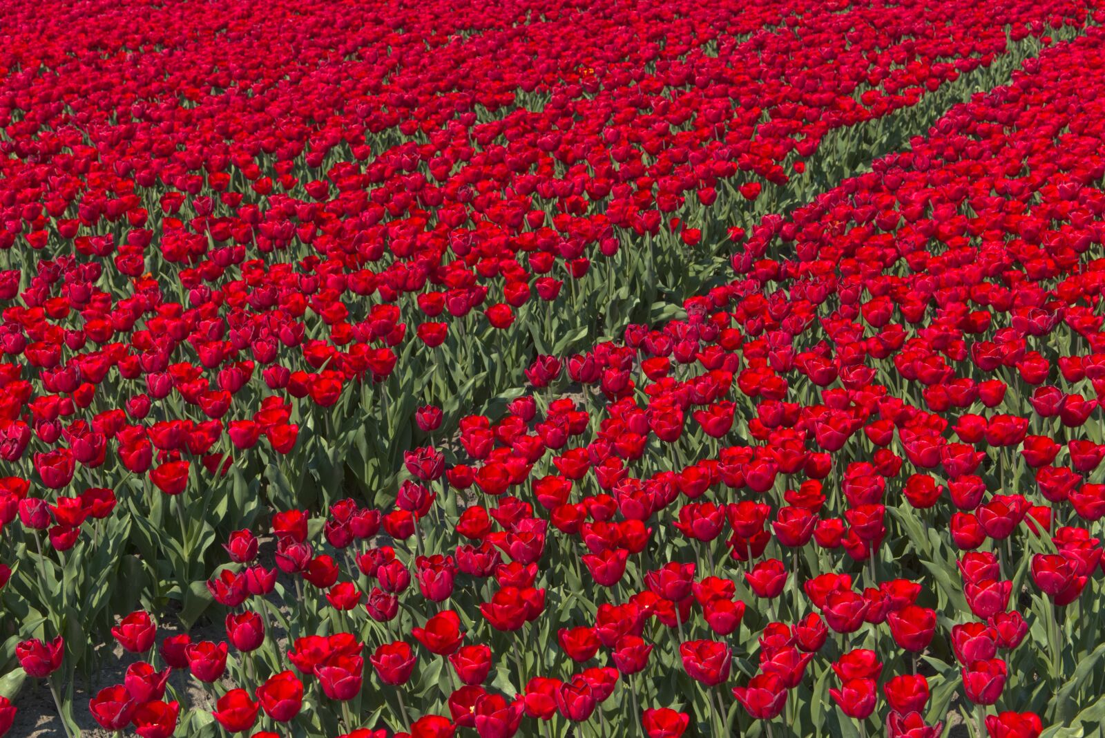 Canon EOS 6D + Canon EF 24-105mm F4L IS USM sample photo. Bulb fields, tulips, bulb photography