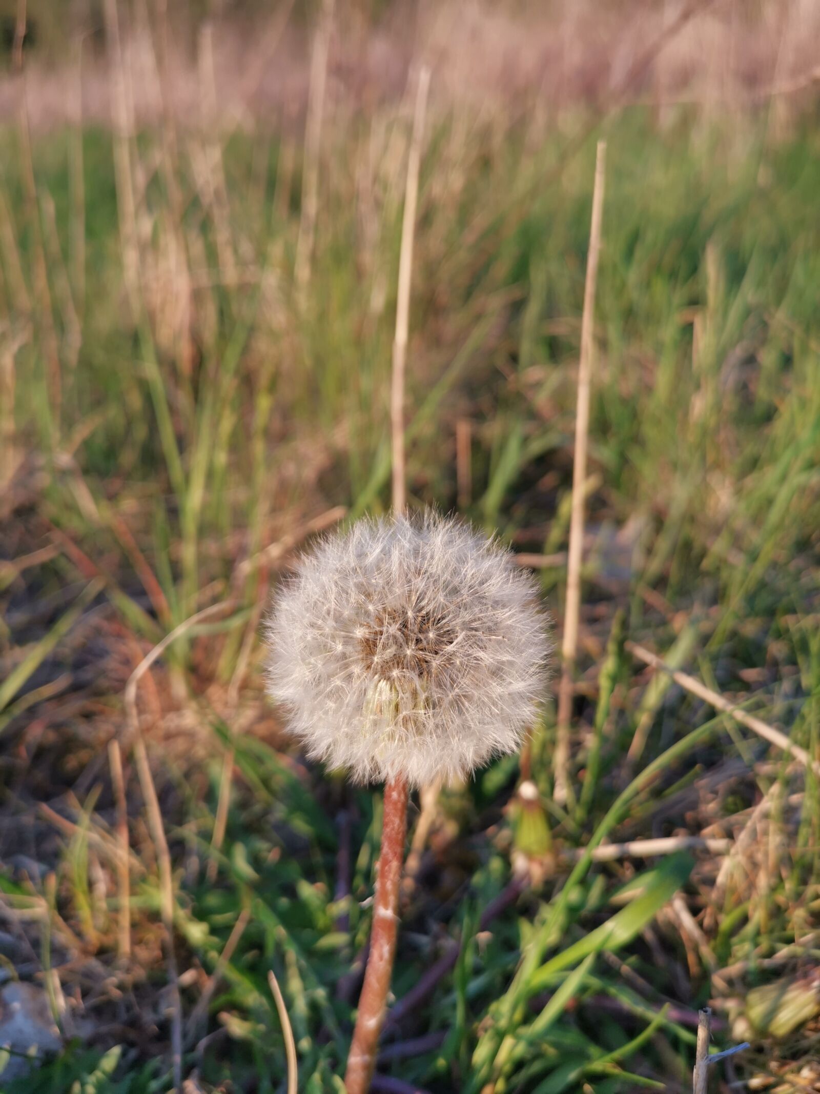 HUAWEI LYA-L29 sample photo. Dandelion, meadow, spring photography