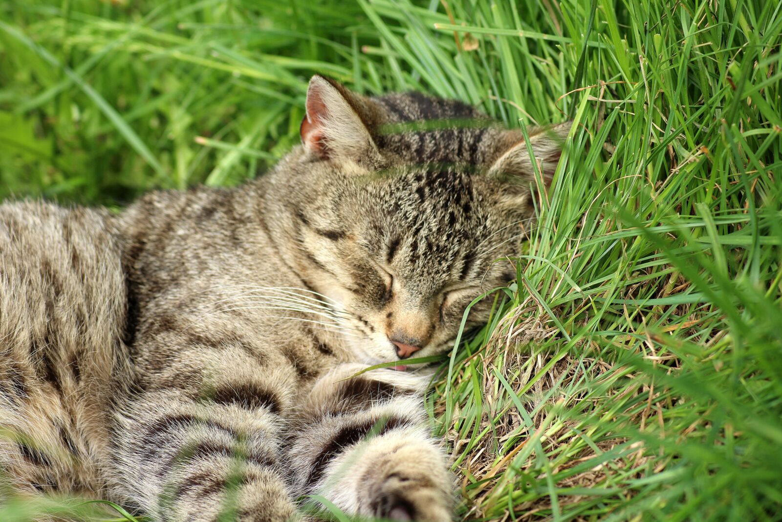 Canon EOS 1200D (EOS Rebel T5 / EOS Kiss X70 / EOS Hi) sample photo. Cat, animals, charming photography