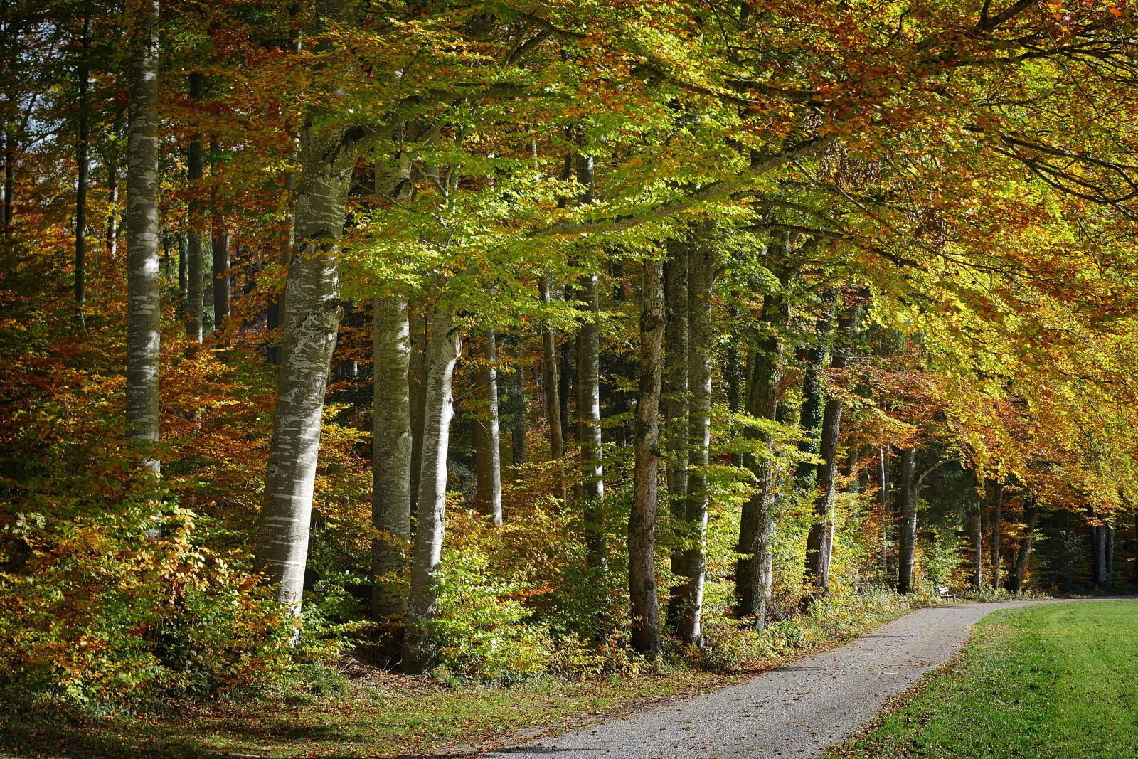 Panasonic Lumix DMC-GX8 sample photo. Wood, leaf, nature photography