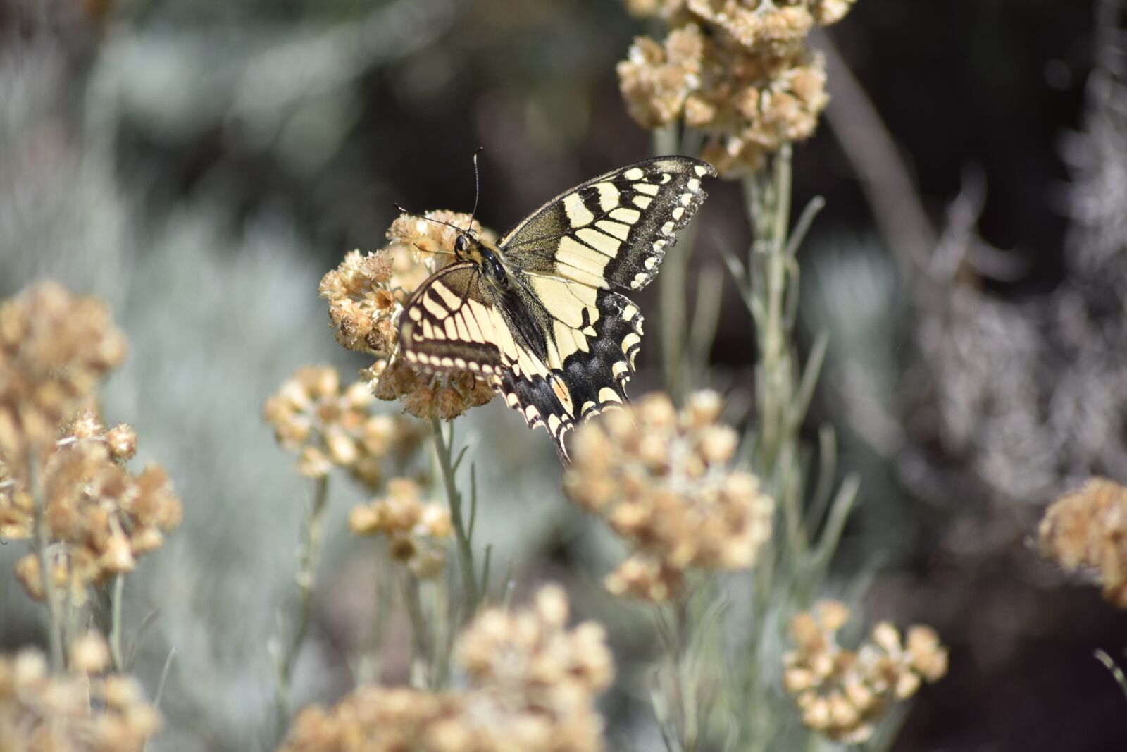 Nikon D3400 sample photo. Swallowtail papilio swallowtail, www photography