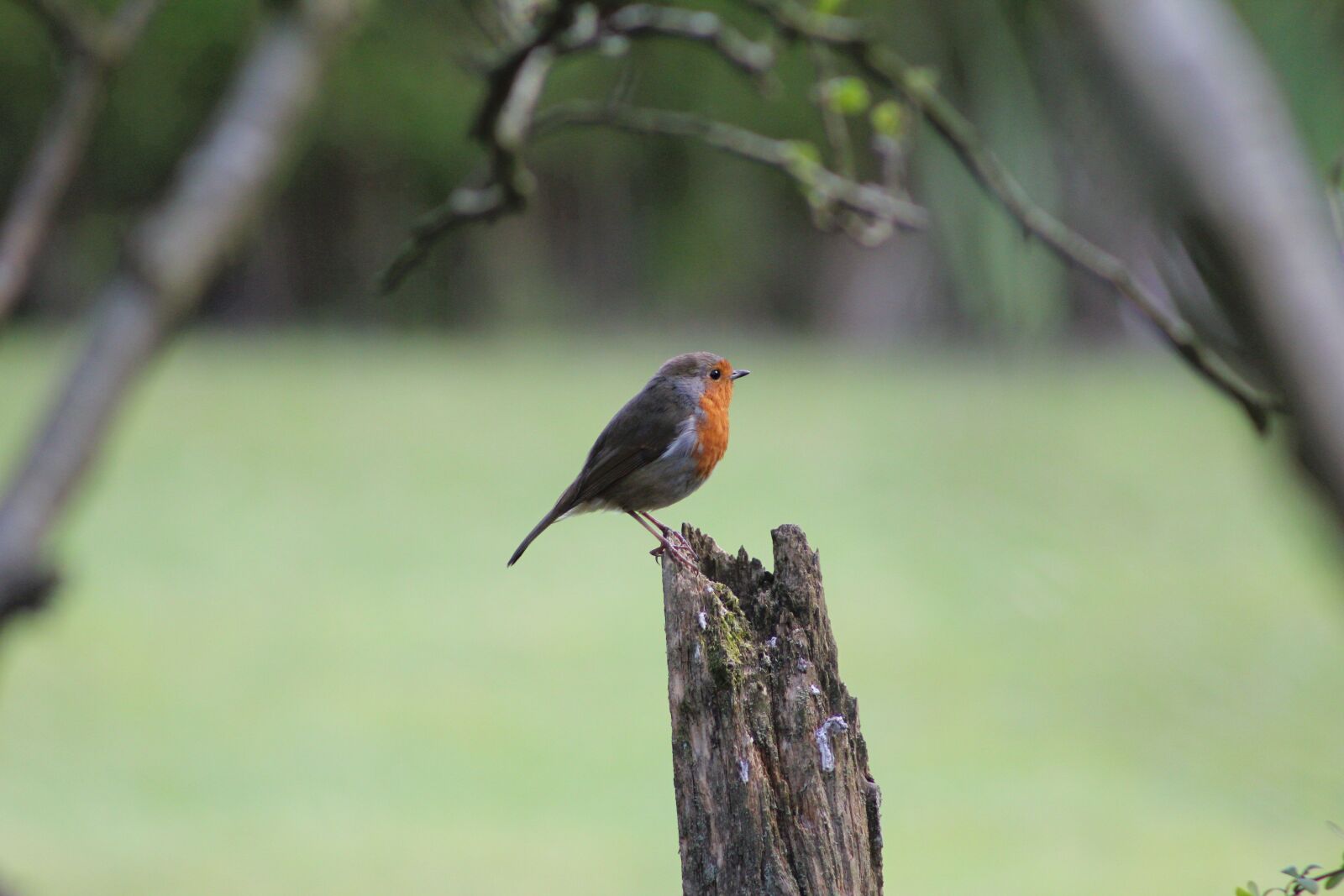 Canon EOS 550D (EOS Rebel T2i / EOS Kiss X4) sample photo. Bird, robin, feather photography