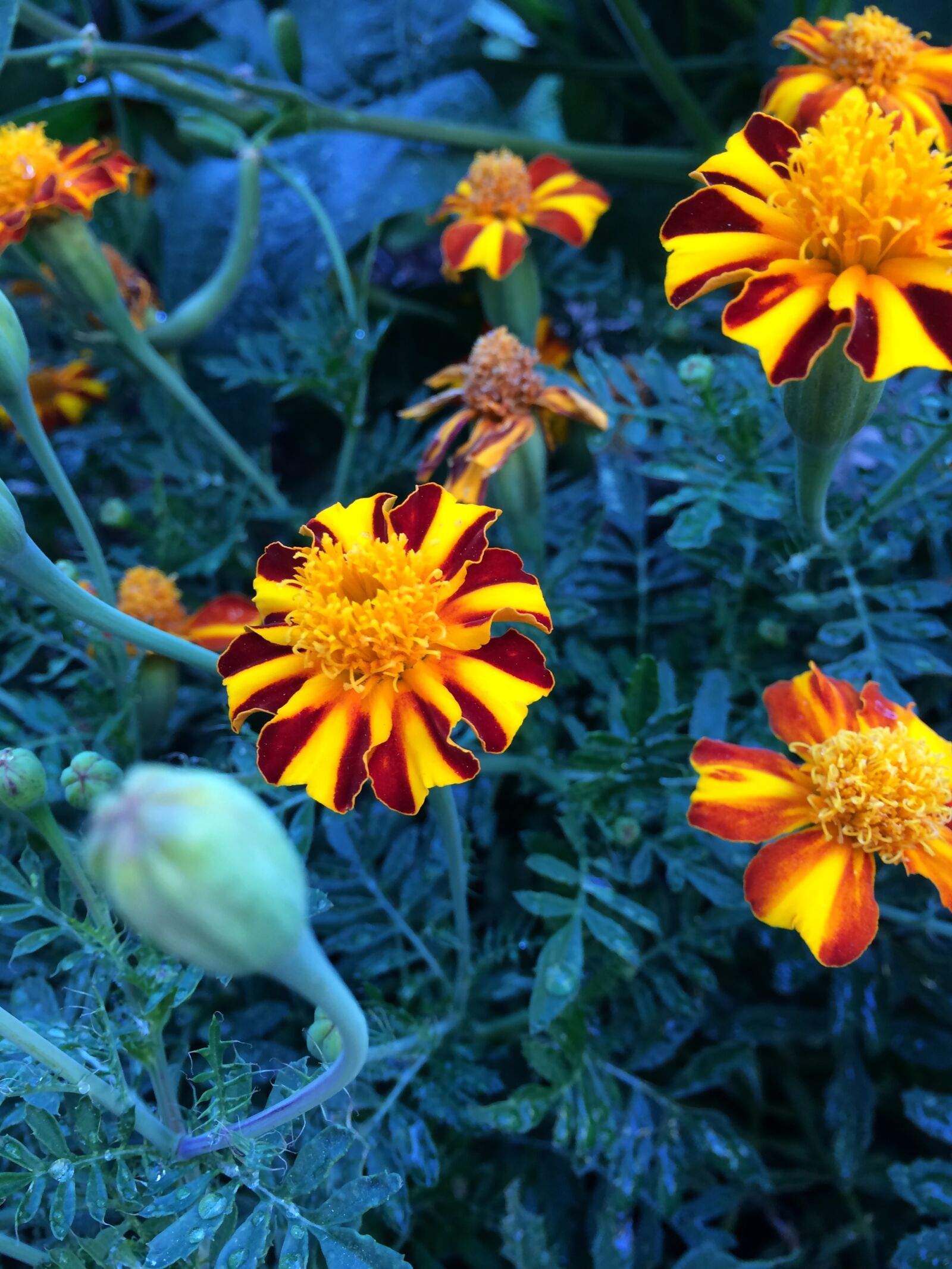 iPhone 5s back camera 4.15mm f/2.2 sample photo. Marigolds, garden, flowers photography