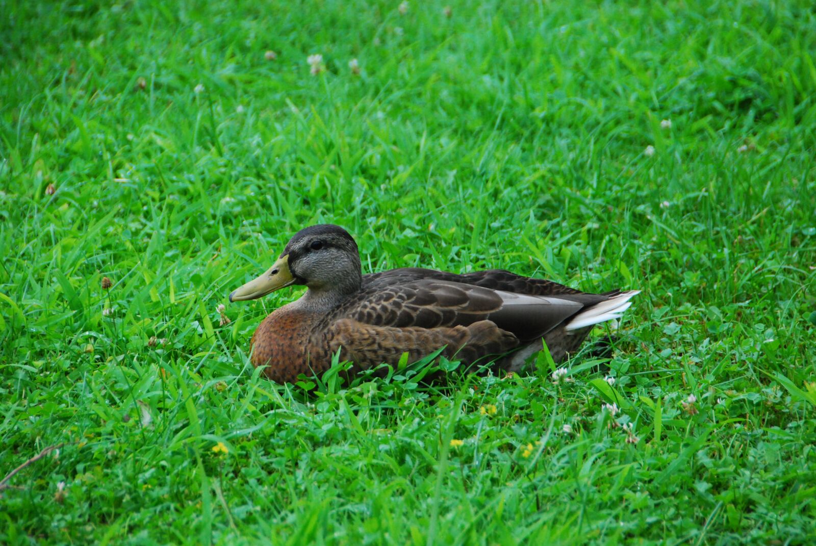 Nikon D80 sample photo. Duck, animal, grass photography
