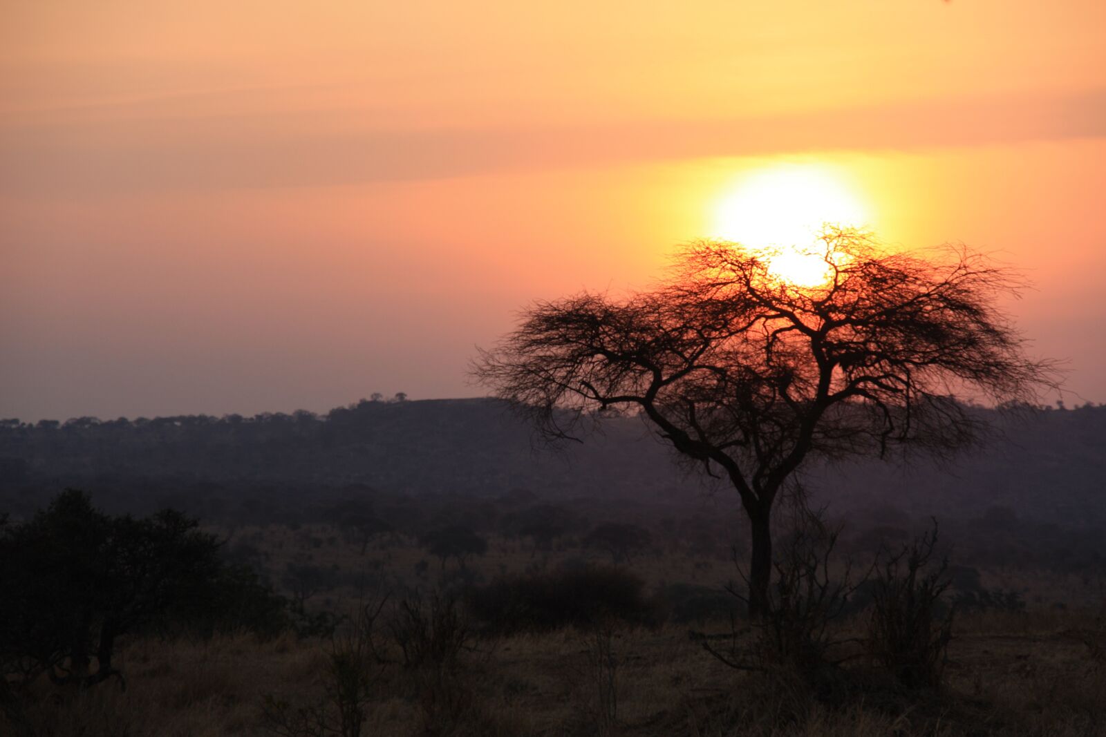 Canon EOS 450D (EOS Rebel XSi / EOS Kiss X2) sample photo. Tanzania, savannah, sunset photography
