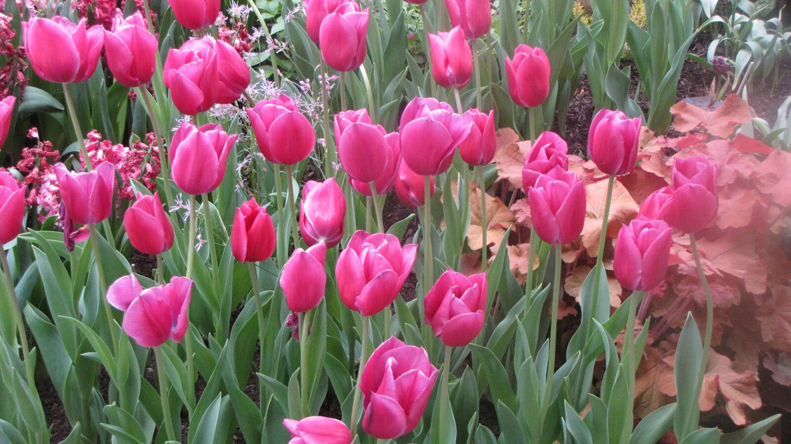 Canon PowerShot SX10 IS sample photo. Tulipanes, flores, primavera photography