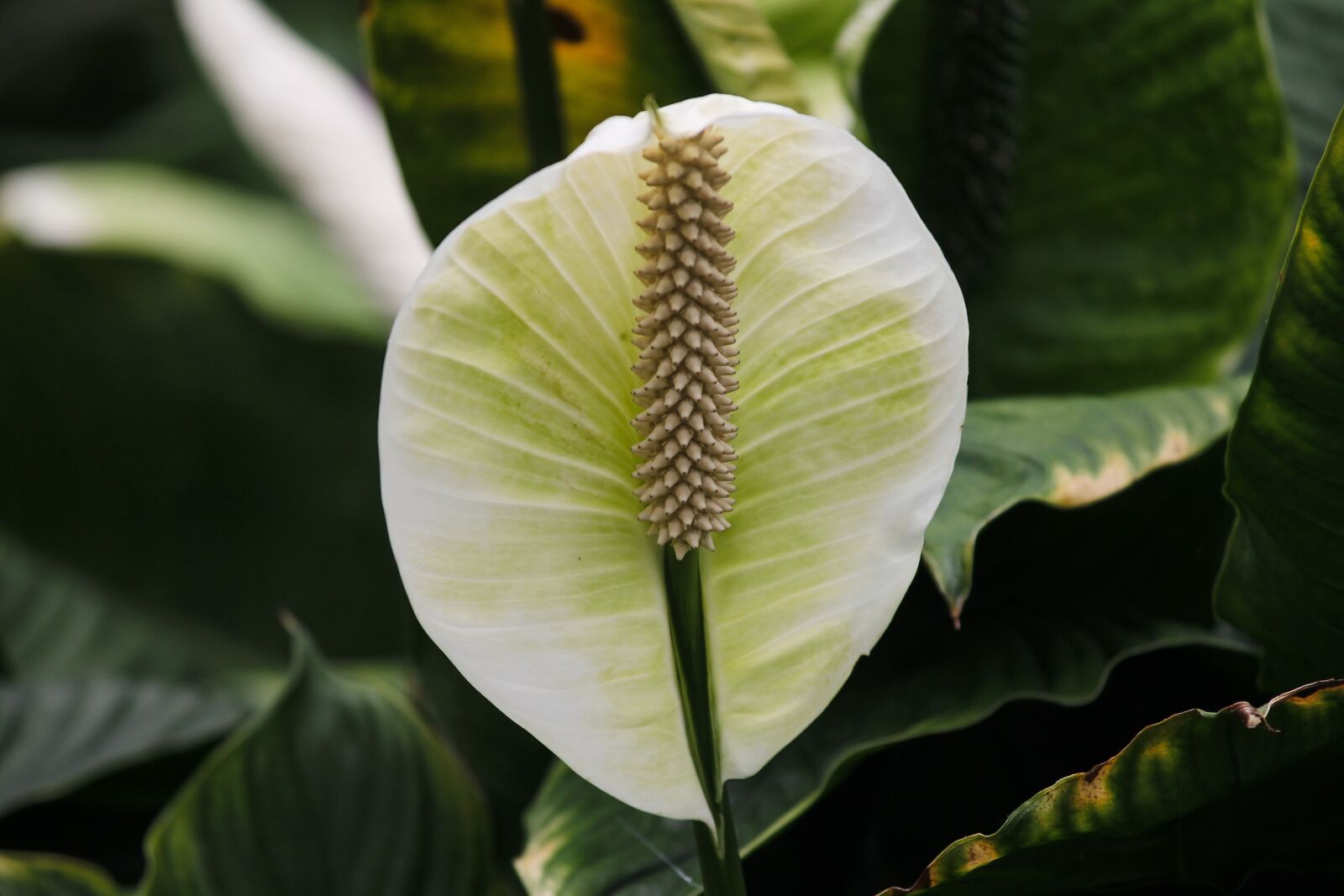Canon EOS 1100D (EOS Rebel T3 / EOS Kiss X50) sample photo. Plank, spathiphyllum, blossom photography