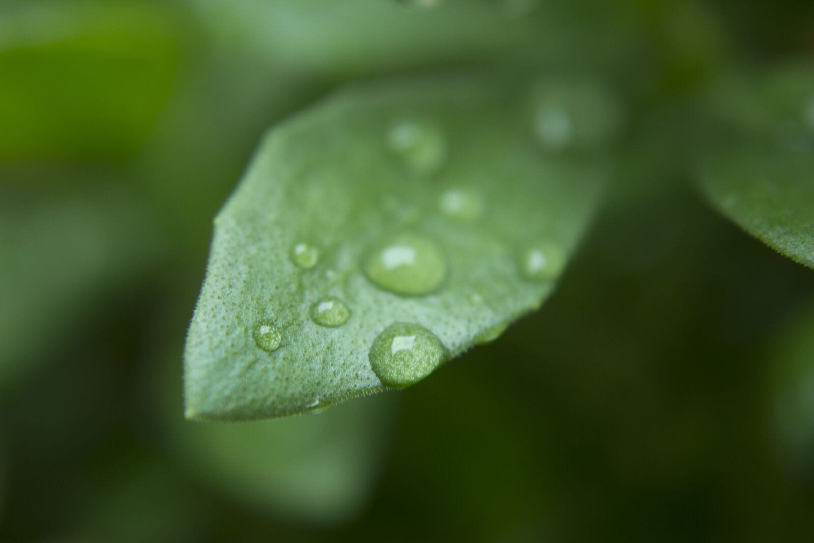 Canon EOS 600D (Rebel EOS T3i / EOS Kiss X5) sample photo. Leaf, rain, color photography