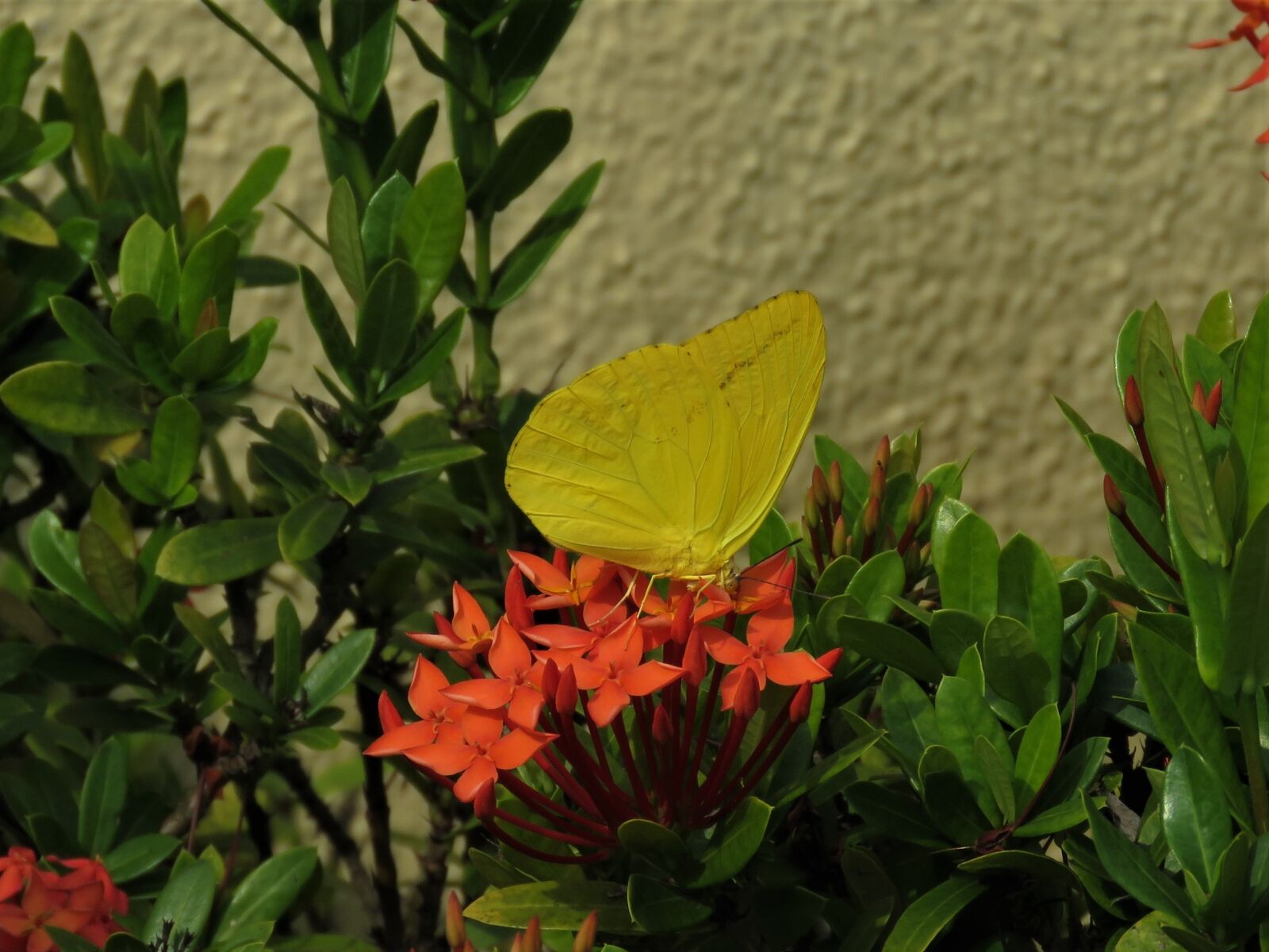 Canon PowerShot SX60 HS sample photo. Yellow butterfly, butterfly, yellow photography