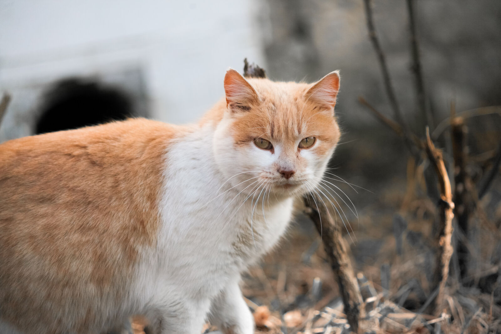 Canon EF 70-210mm f/4 sample photo