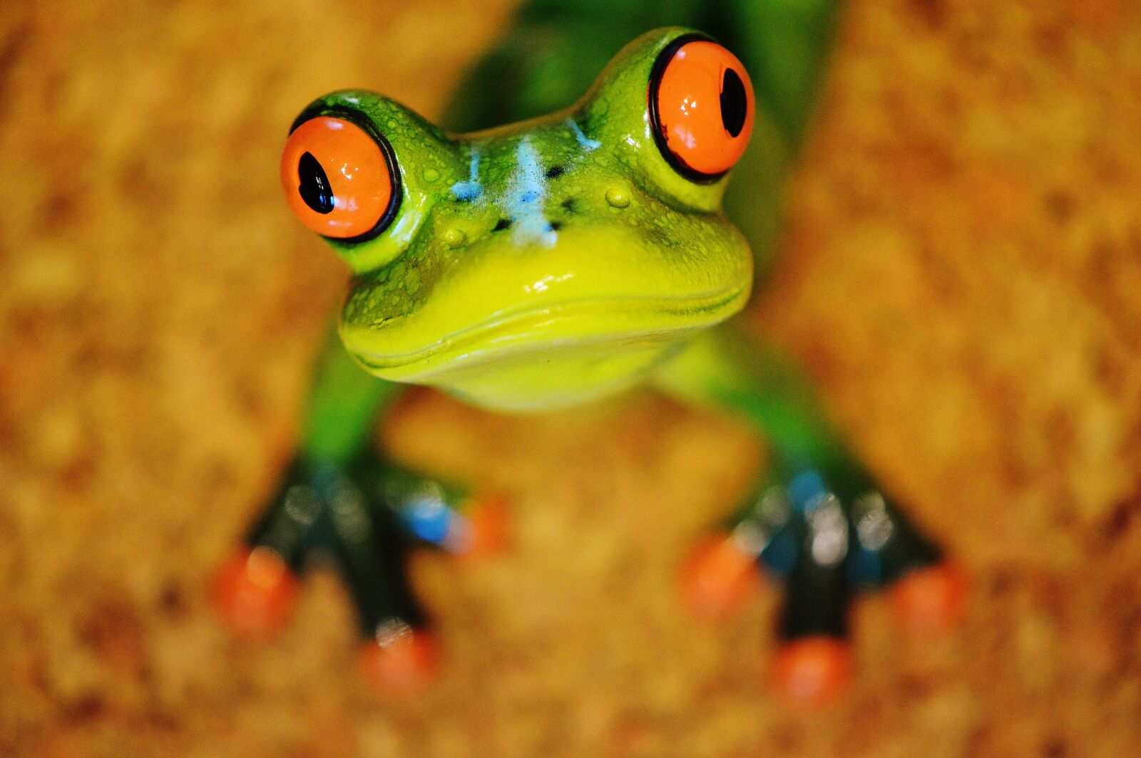 Nikon D3200 sample photo. Frog, funny, figure photography