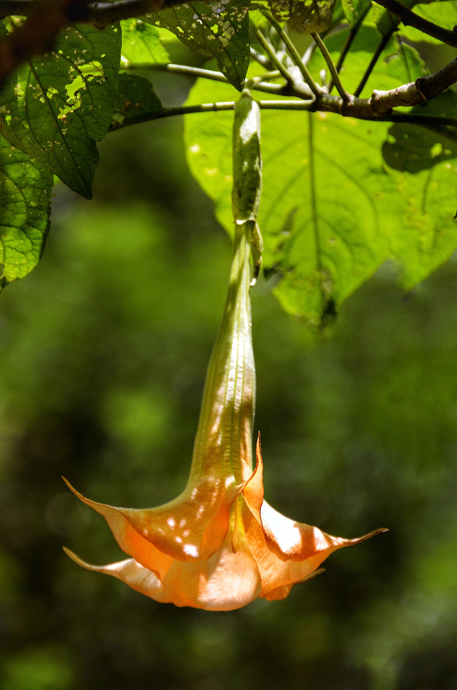 Nikon D5100 sample photo. Brugmansia, plant, trumpet photography