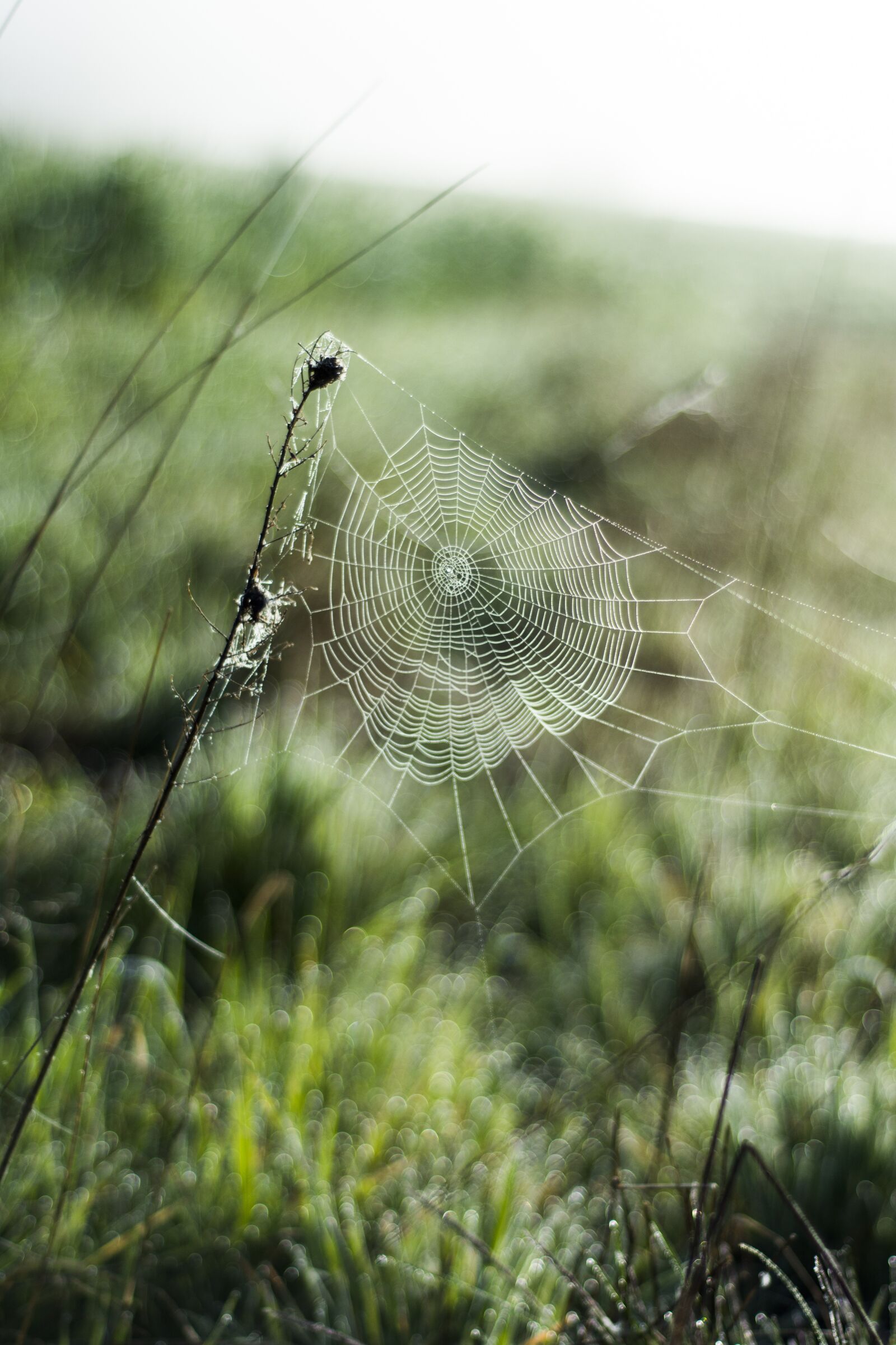 Nikon D7200 sample photo. May, spring, morning photography