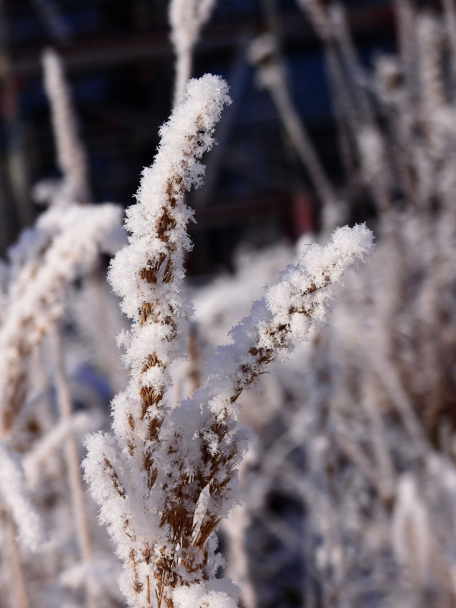 Nikon Coolpix P900 sample photo. Winter, cold, ice photography