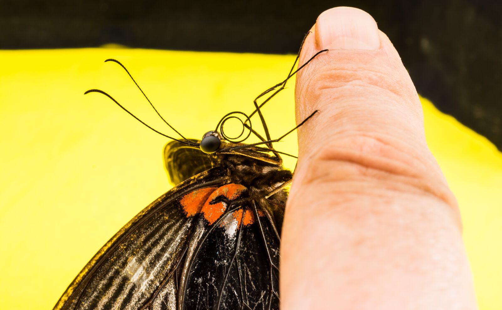 Nikon D5200 sample photo. Butterfly, insect photography