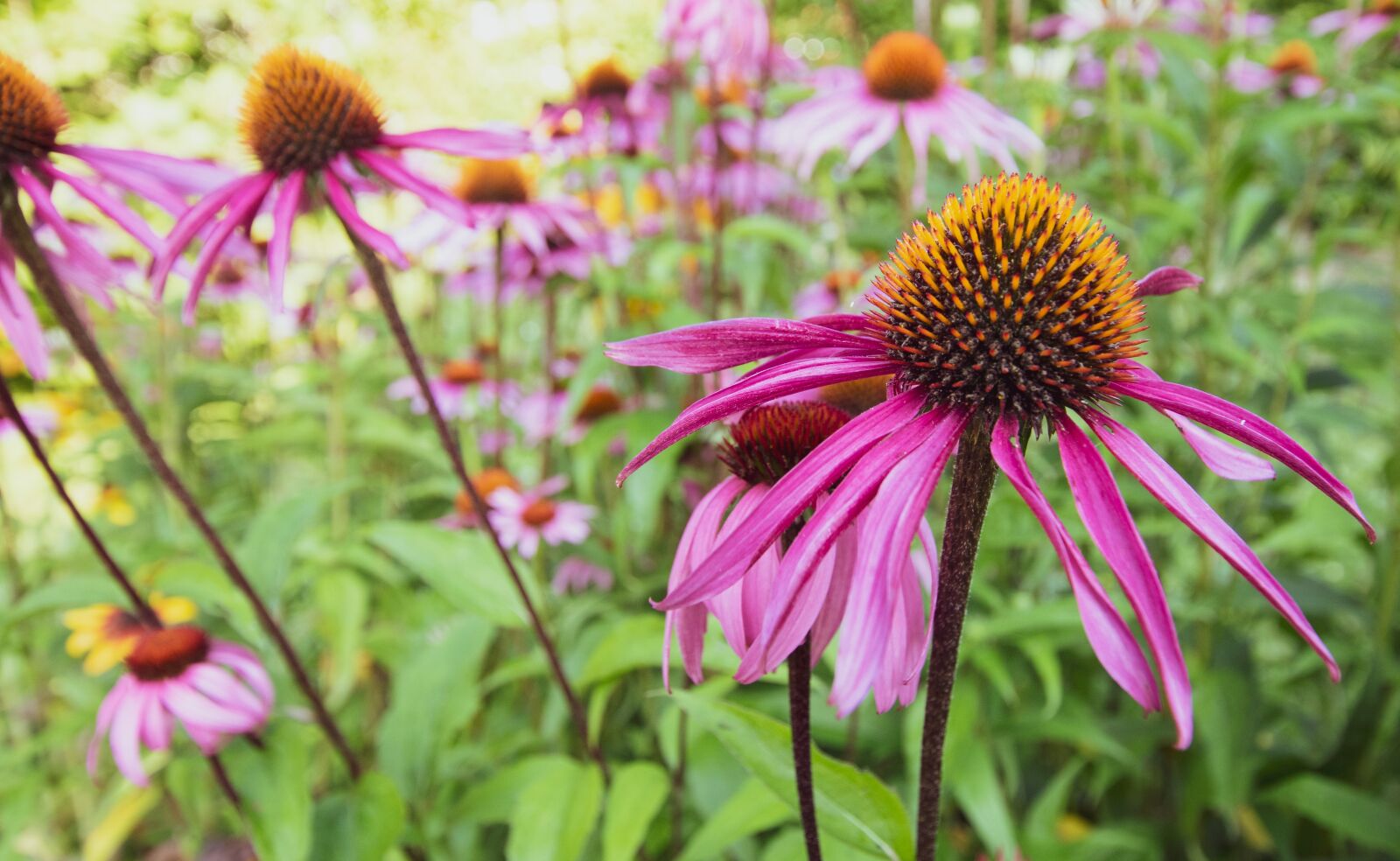 Canon EOS 7D Mark II sample photo. Flower, garden, nature photography
