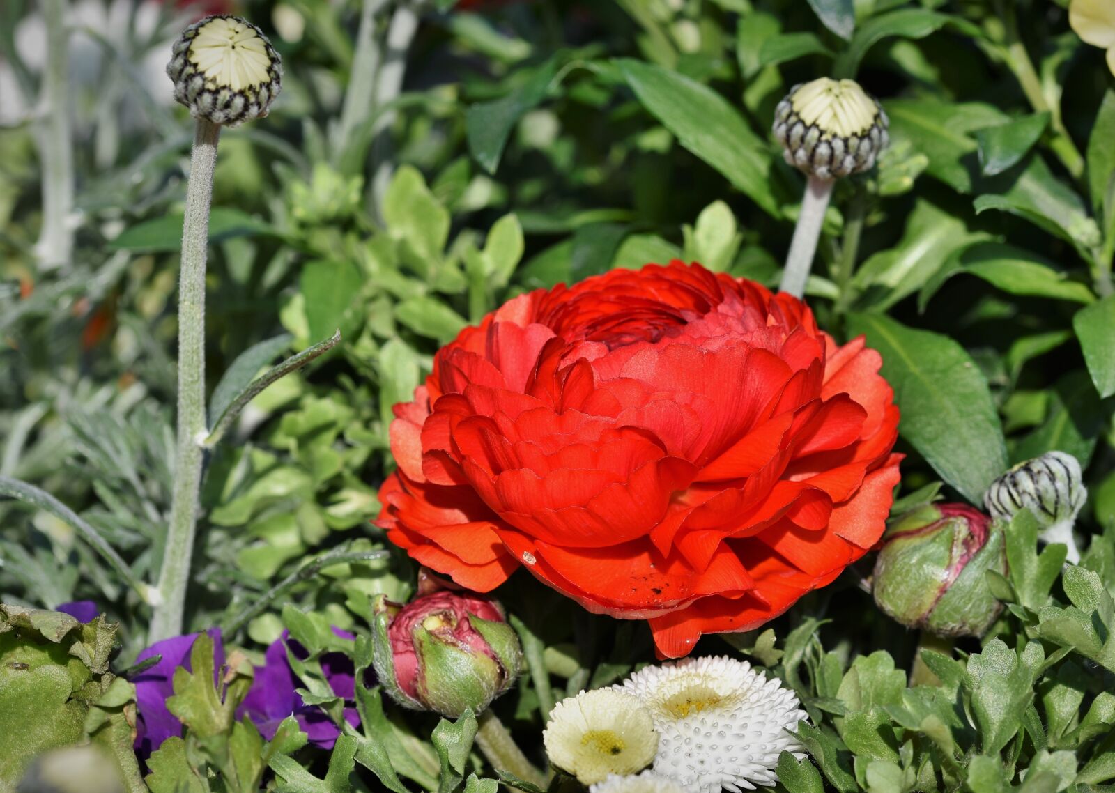 Nikon D7200 sample photo. Ranunculus, flower, blossom photography
