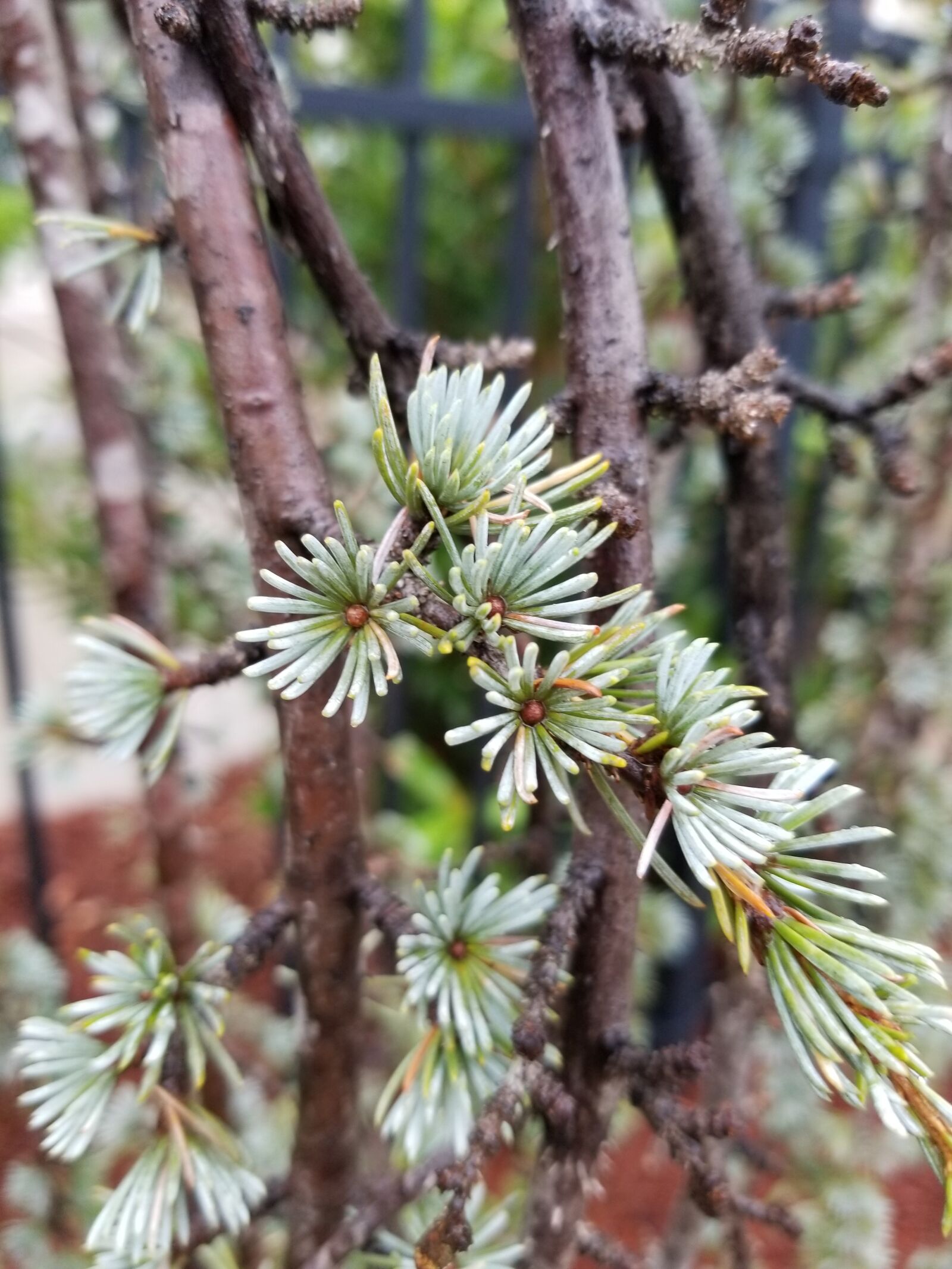 Samsung Galaxy S8 sample photo. Branches, tree, pine photography
