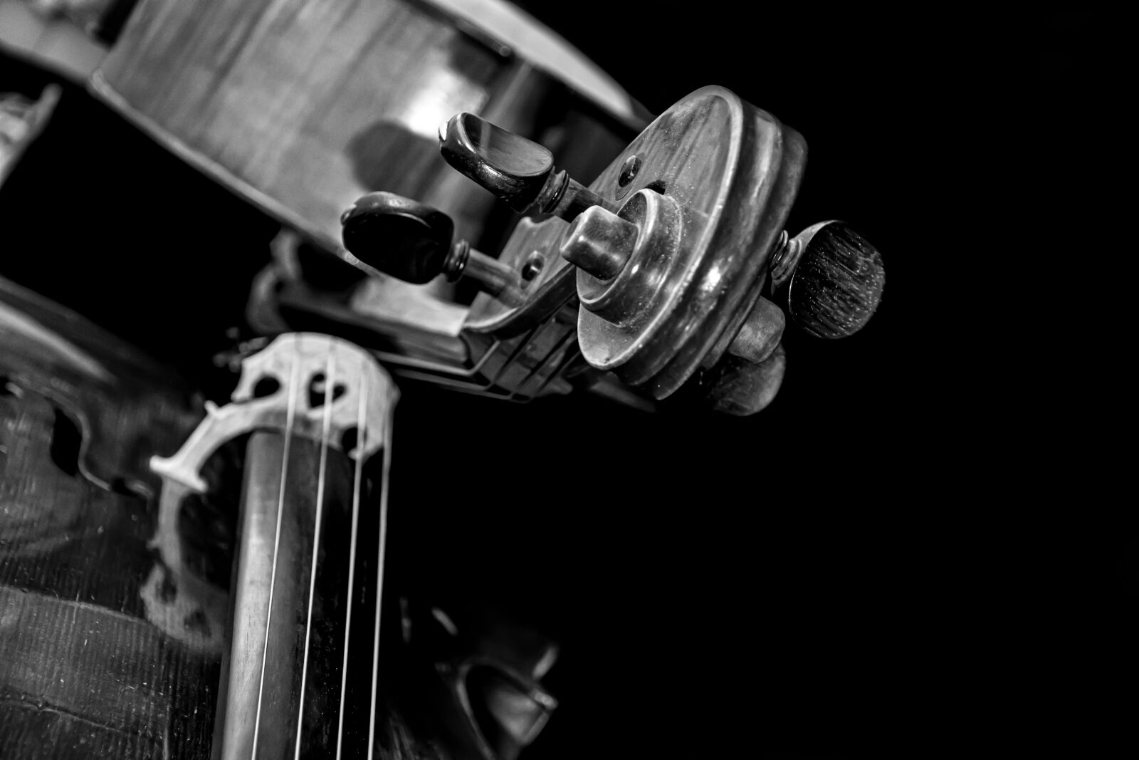Nikon D5600 sample photo. Strings, curl, music photography